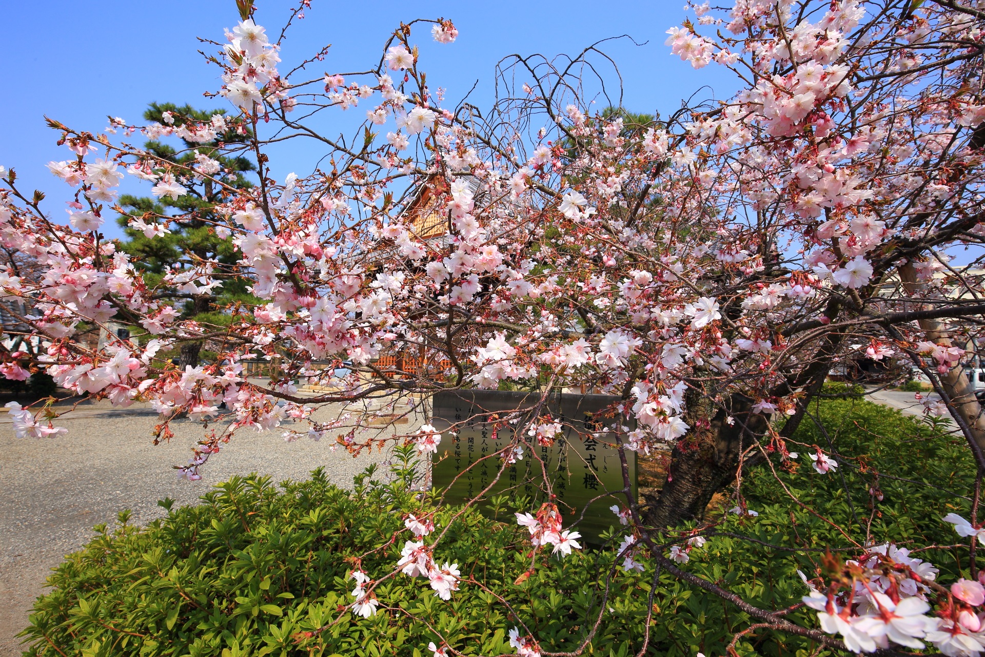 妙蓮寺の咲き乱れる御会式桜