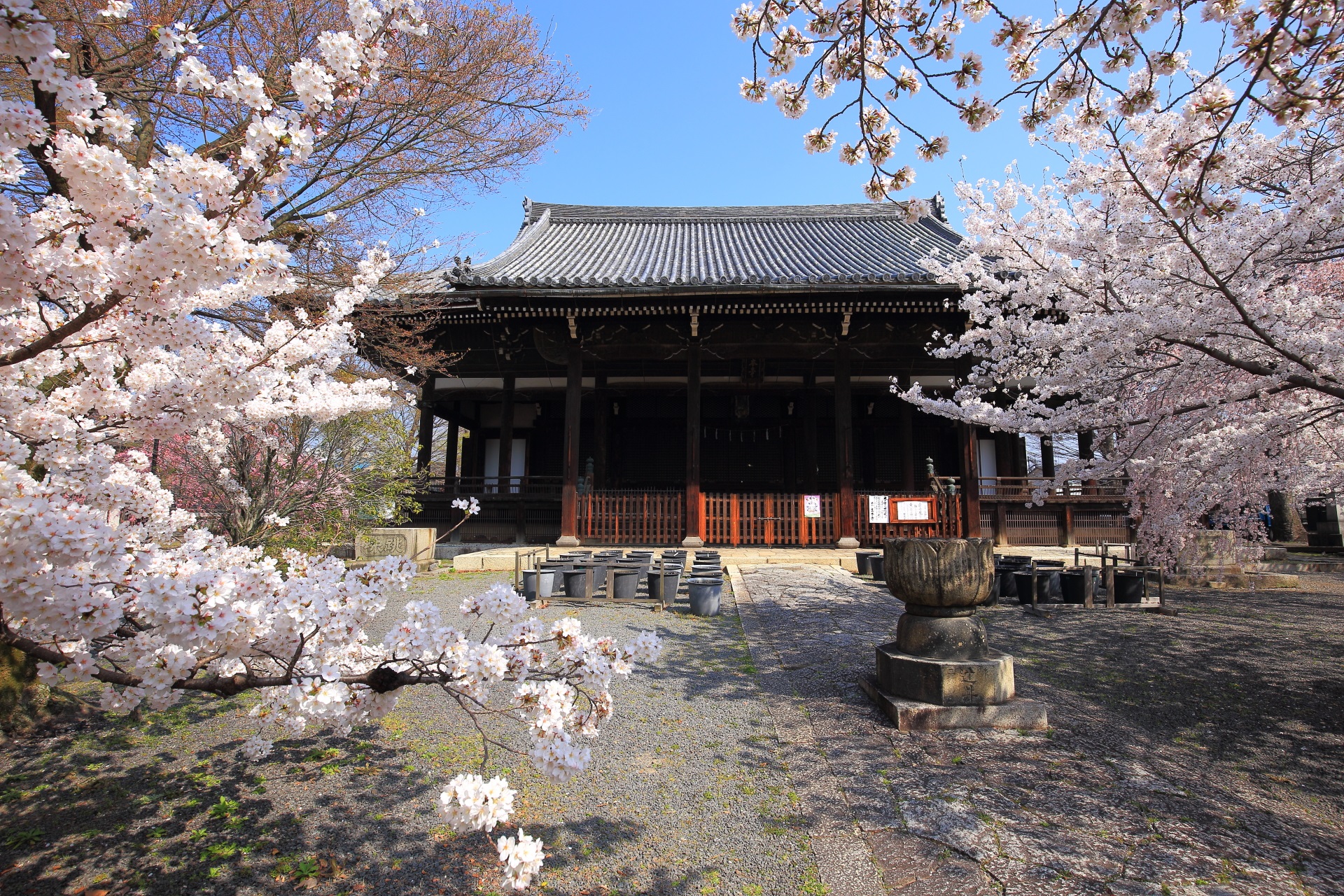たくさんの桜につつまれる春の立本寺