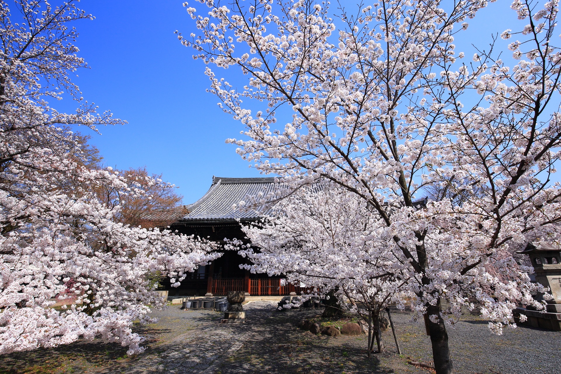 立本寺の本堂前の桜