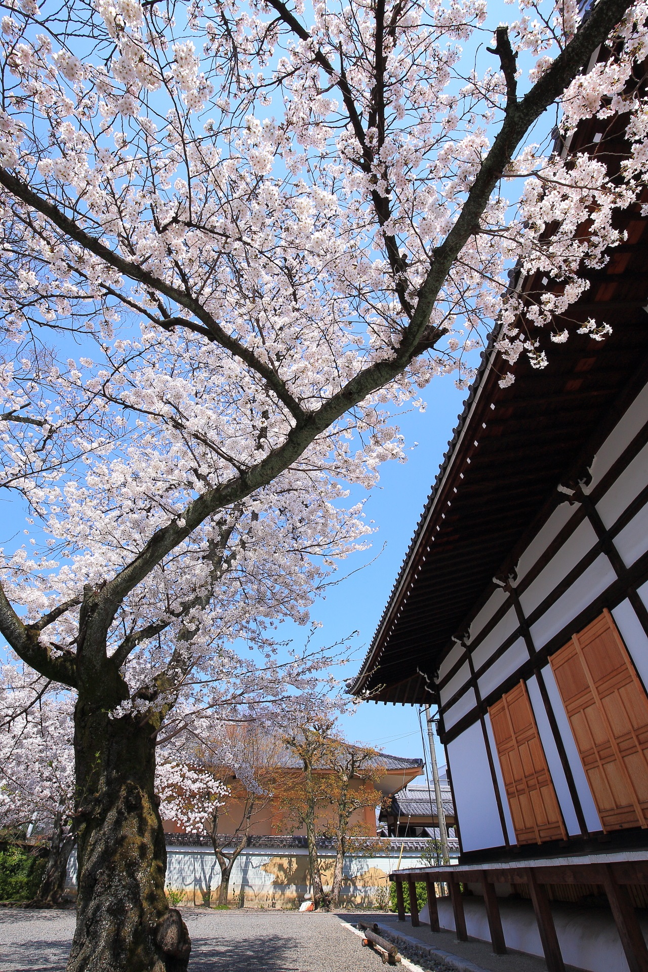 妙蓮寺の素晴らしい桜と春色の情景