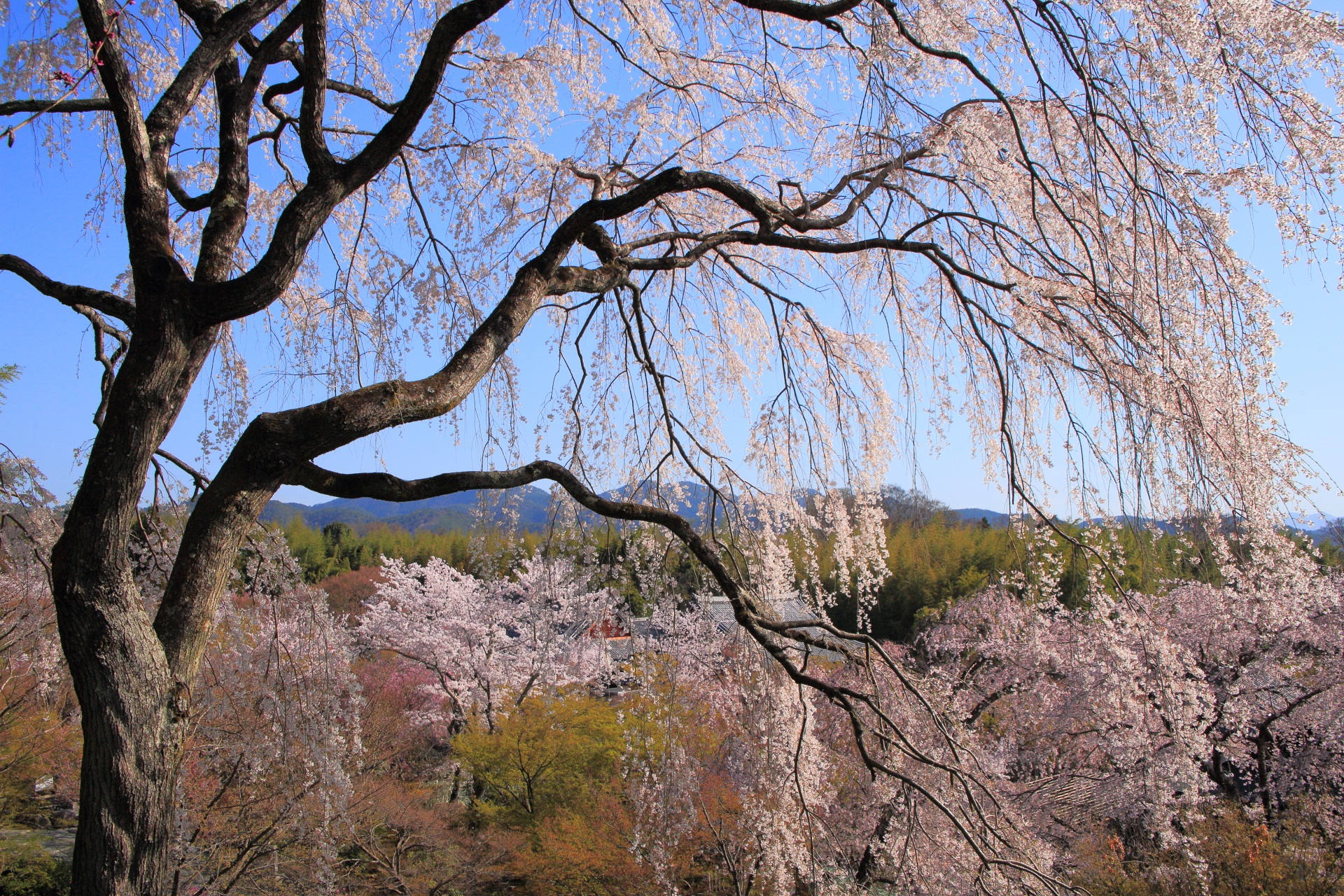 天龍寺の望京の丘のしだれ桜