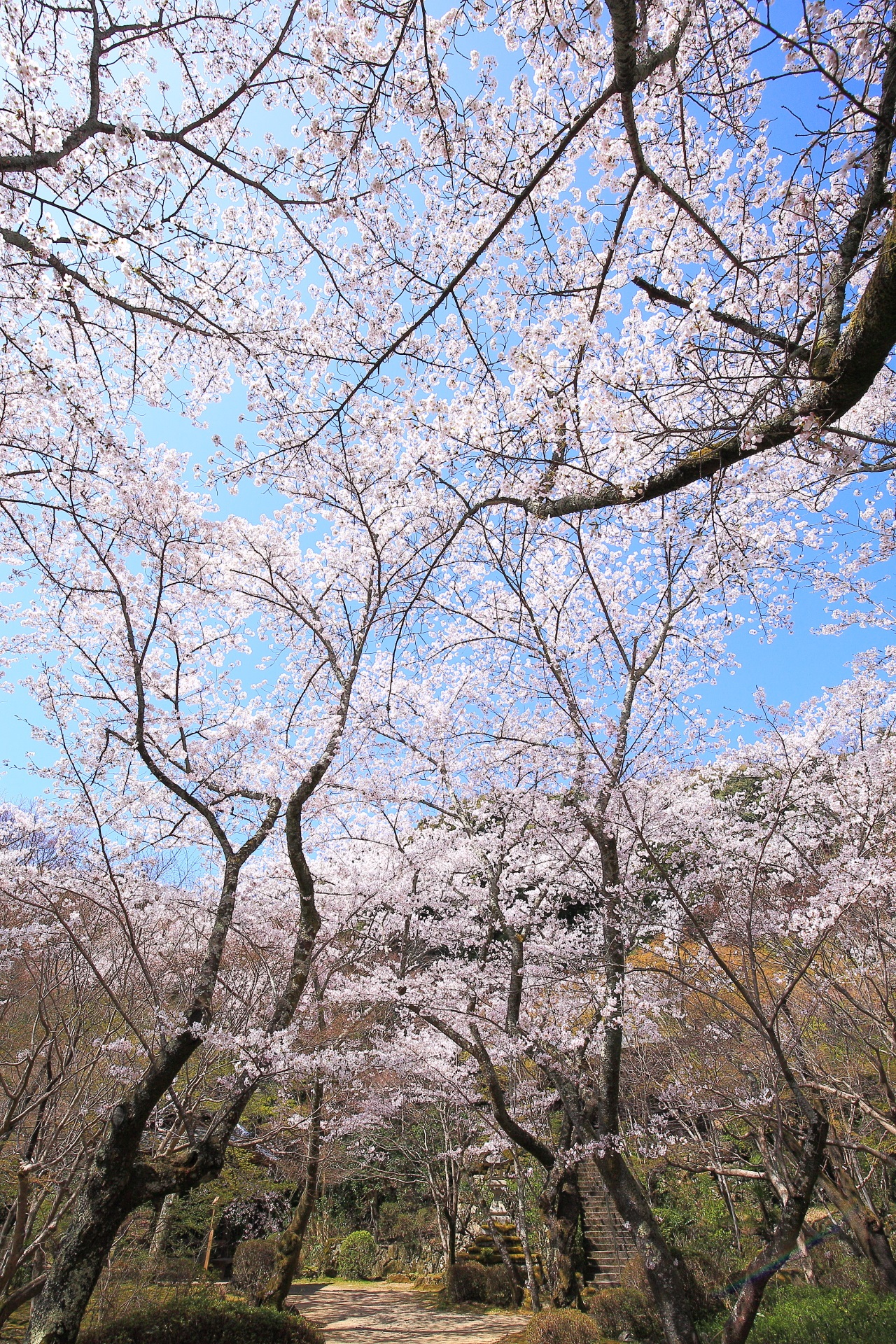 勝持寺の豪快に咲く桜と空に伸びる見事な枝