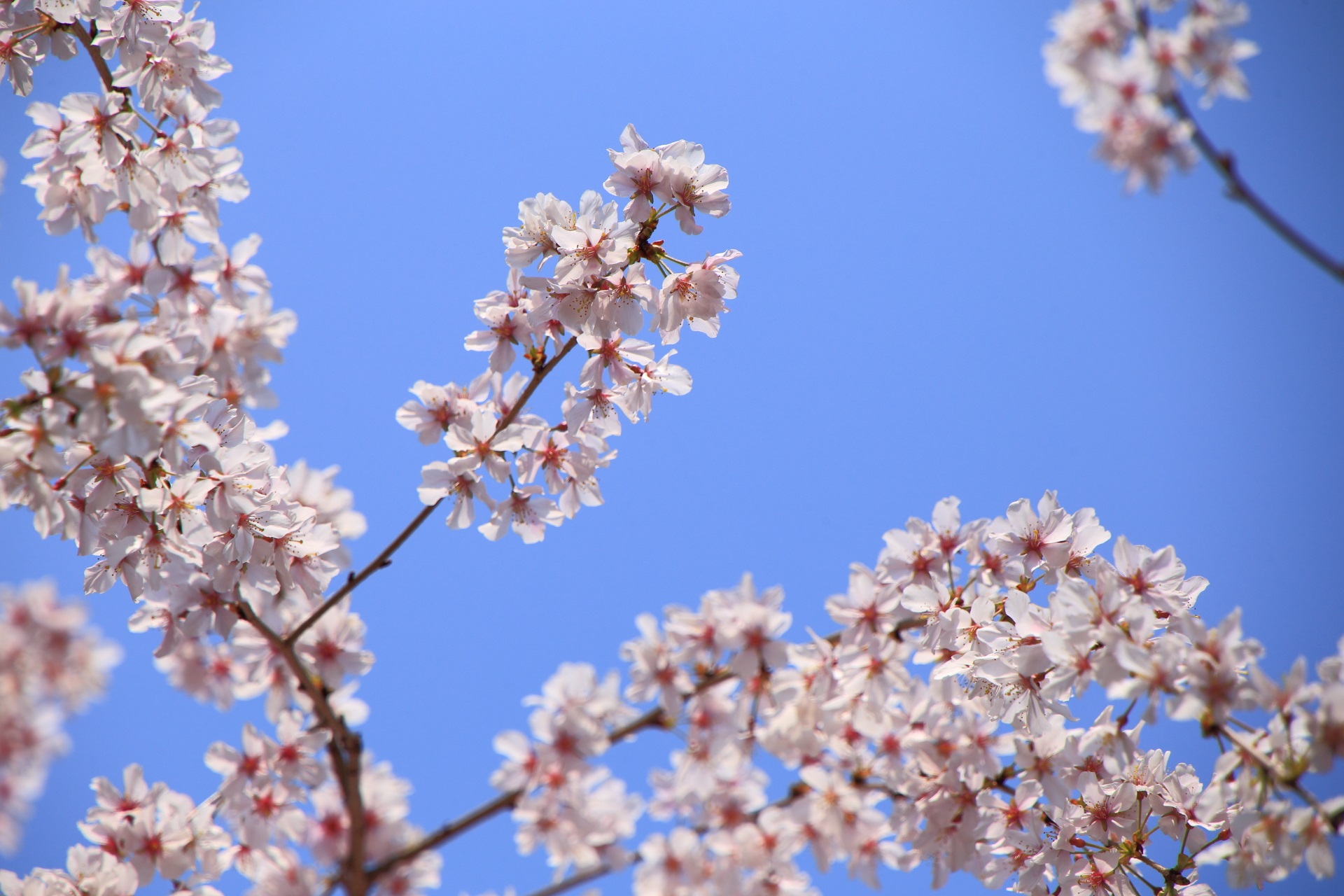 六角堂の透けるような桜の花びら