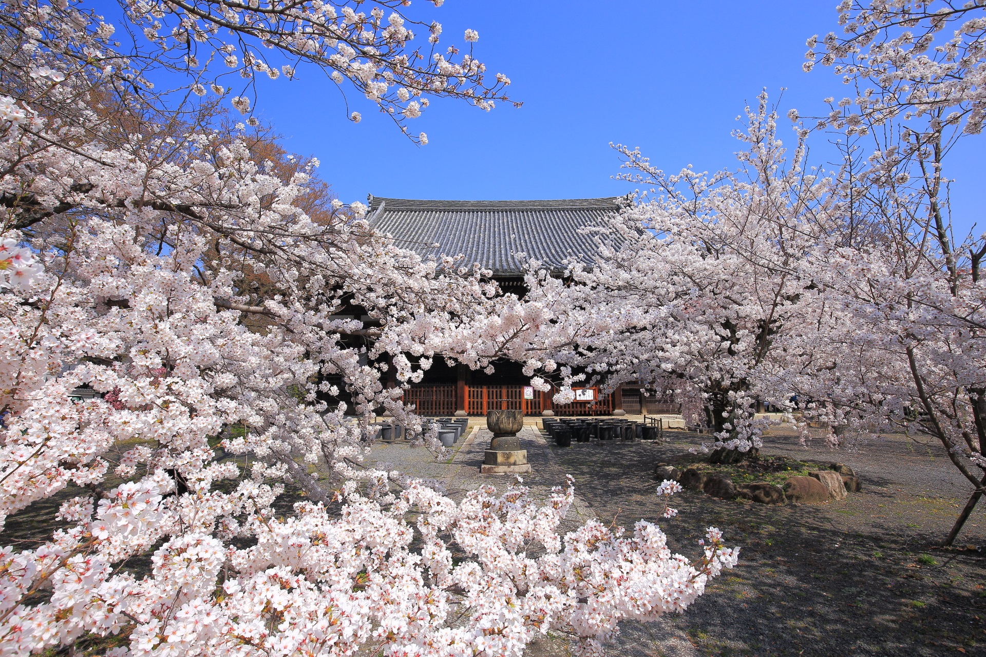 立本寺の弾け飛びそうなくらいに咲き乱れる満開の桜