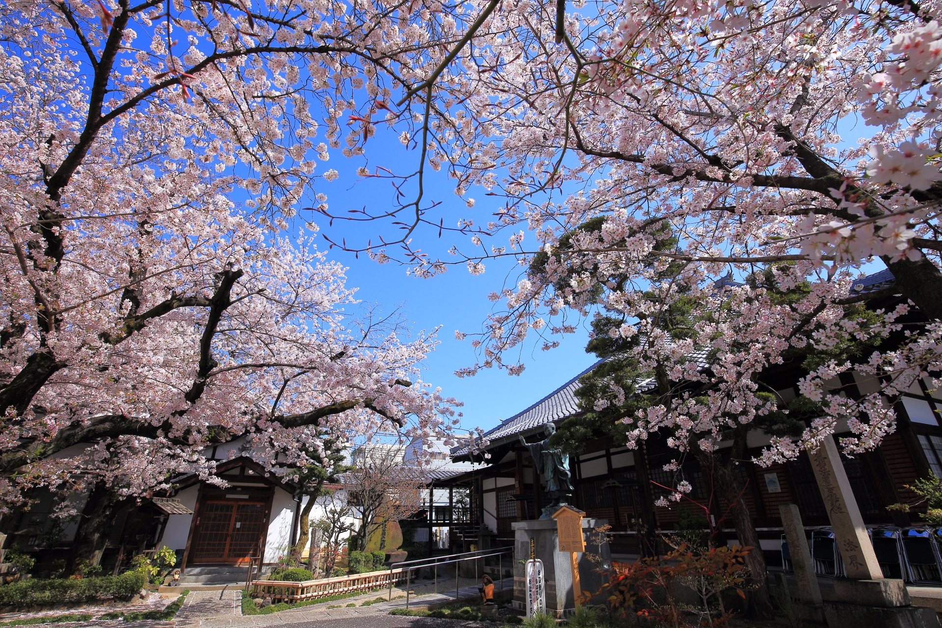 墨染寺の溢れんばかりの桜
