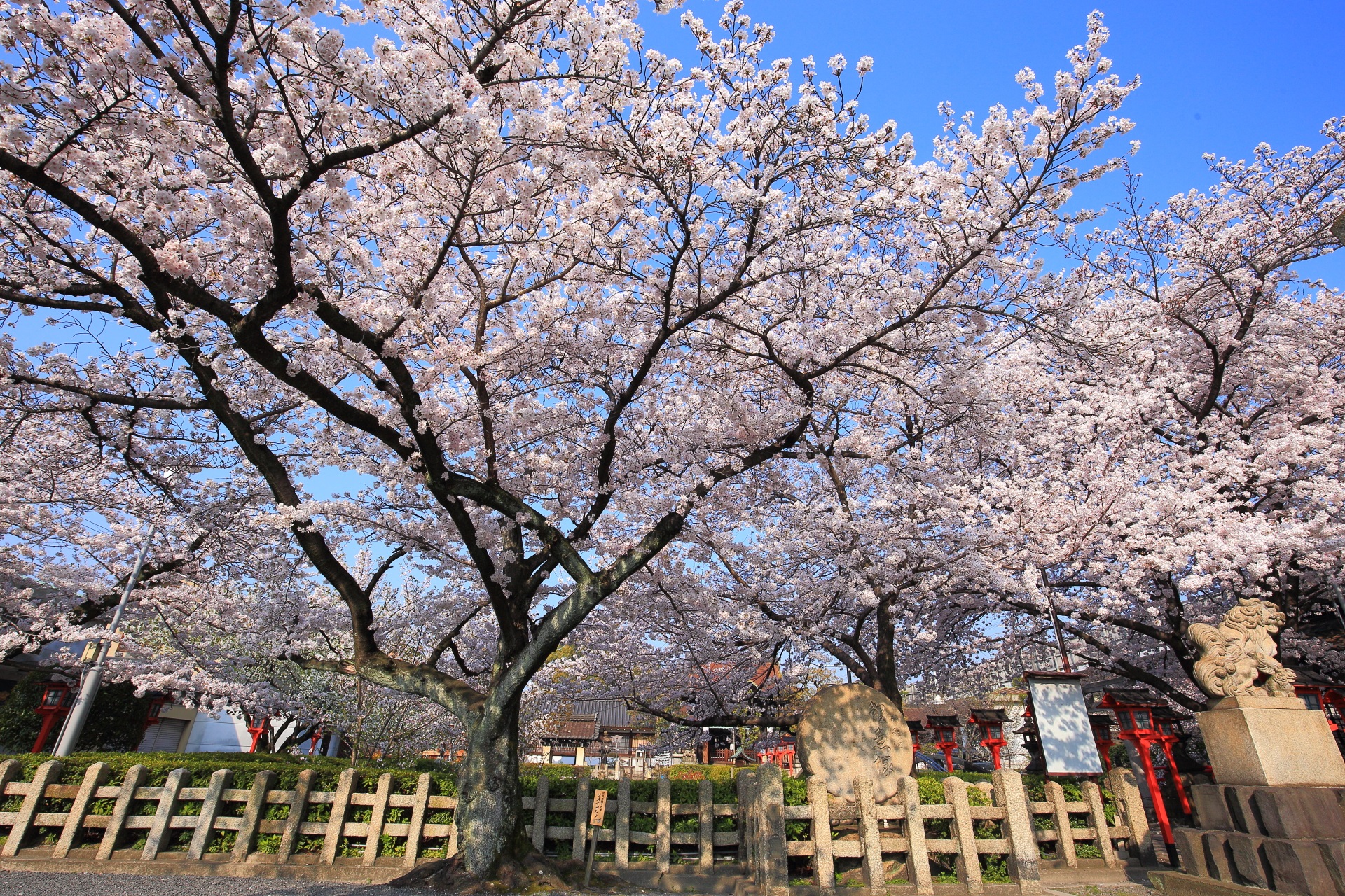六孫王神社の雲一つない青空を覆う桜