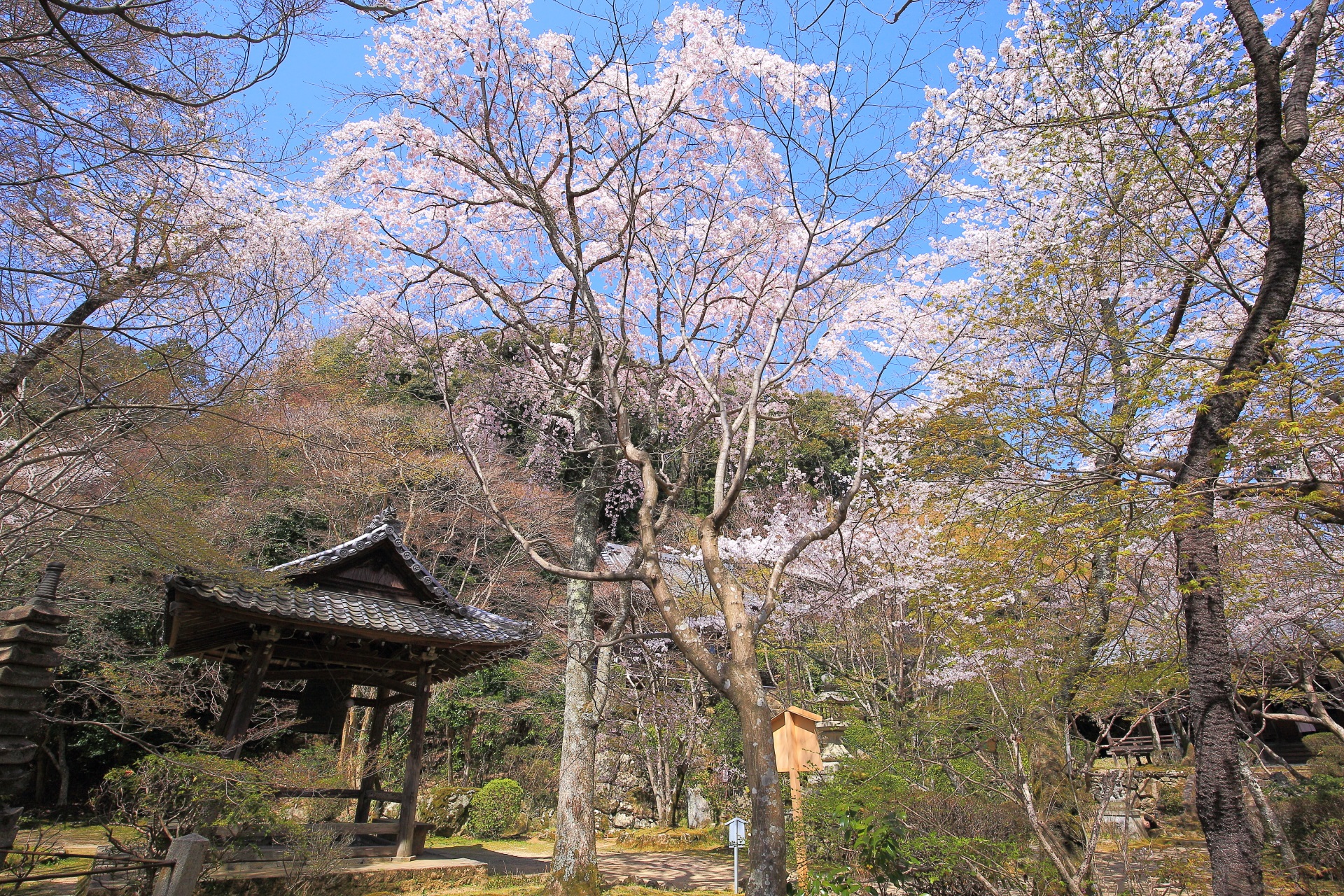 勝持寺の西行桜