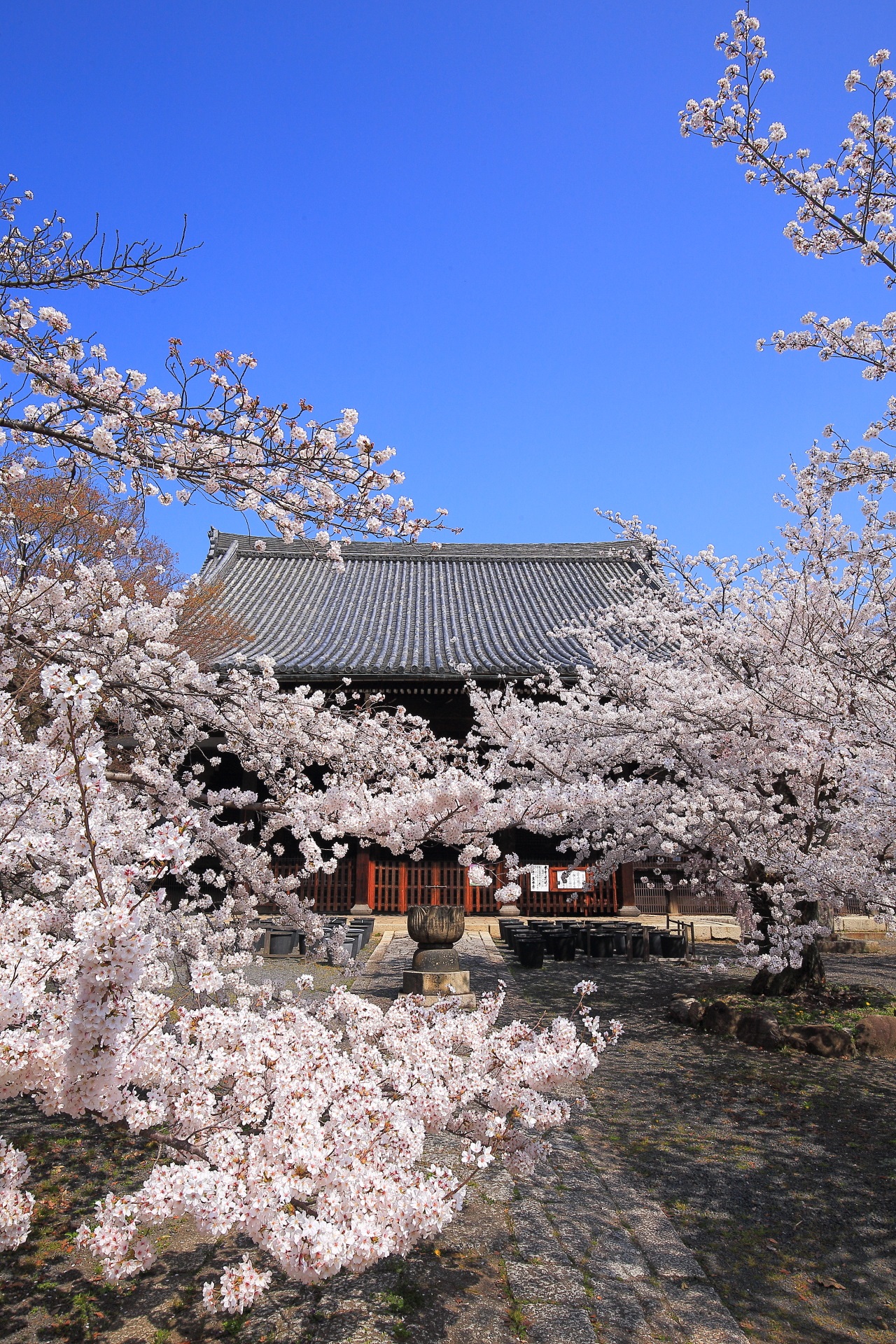 立本寺の素晴らしすぎる桜と春色の情景