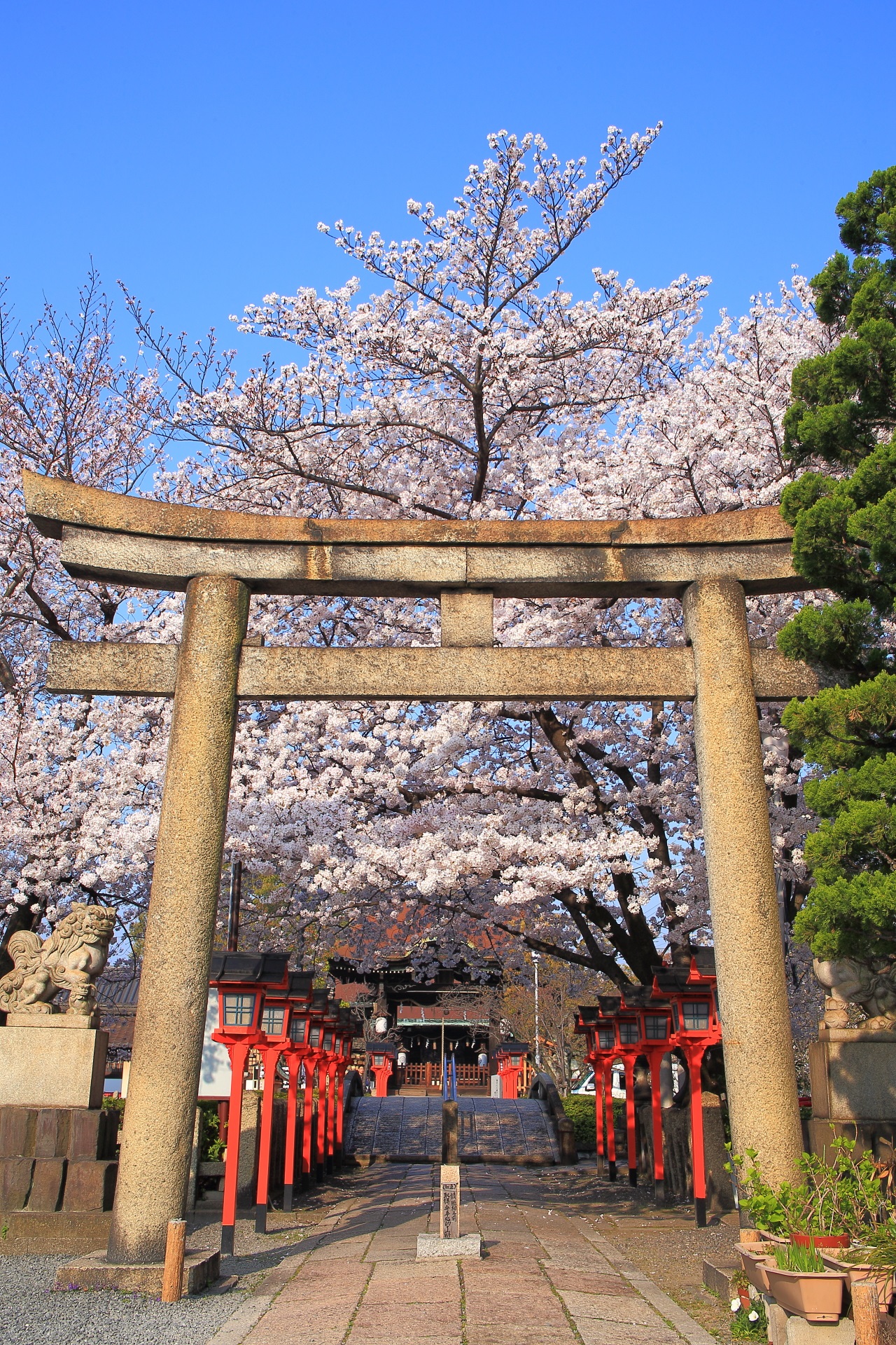 六孫王神社の素晴らしすぎる桜と春の情景