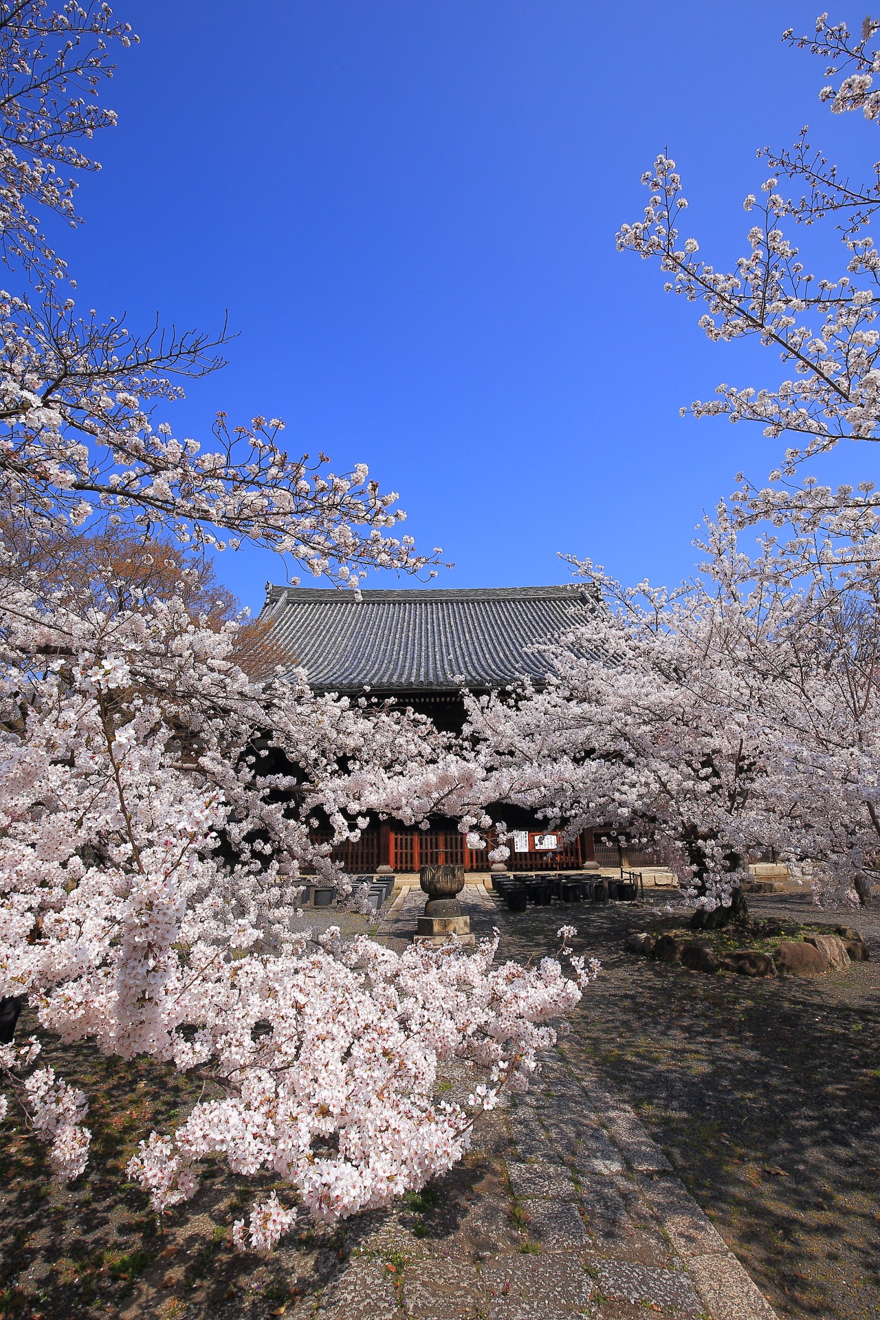 立本寺の最高の青空の下で咲き誇る天晴れな桜