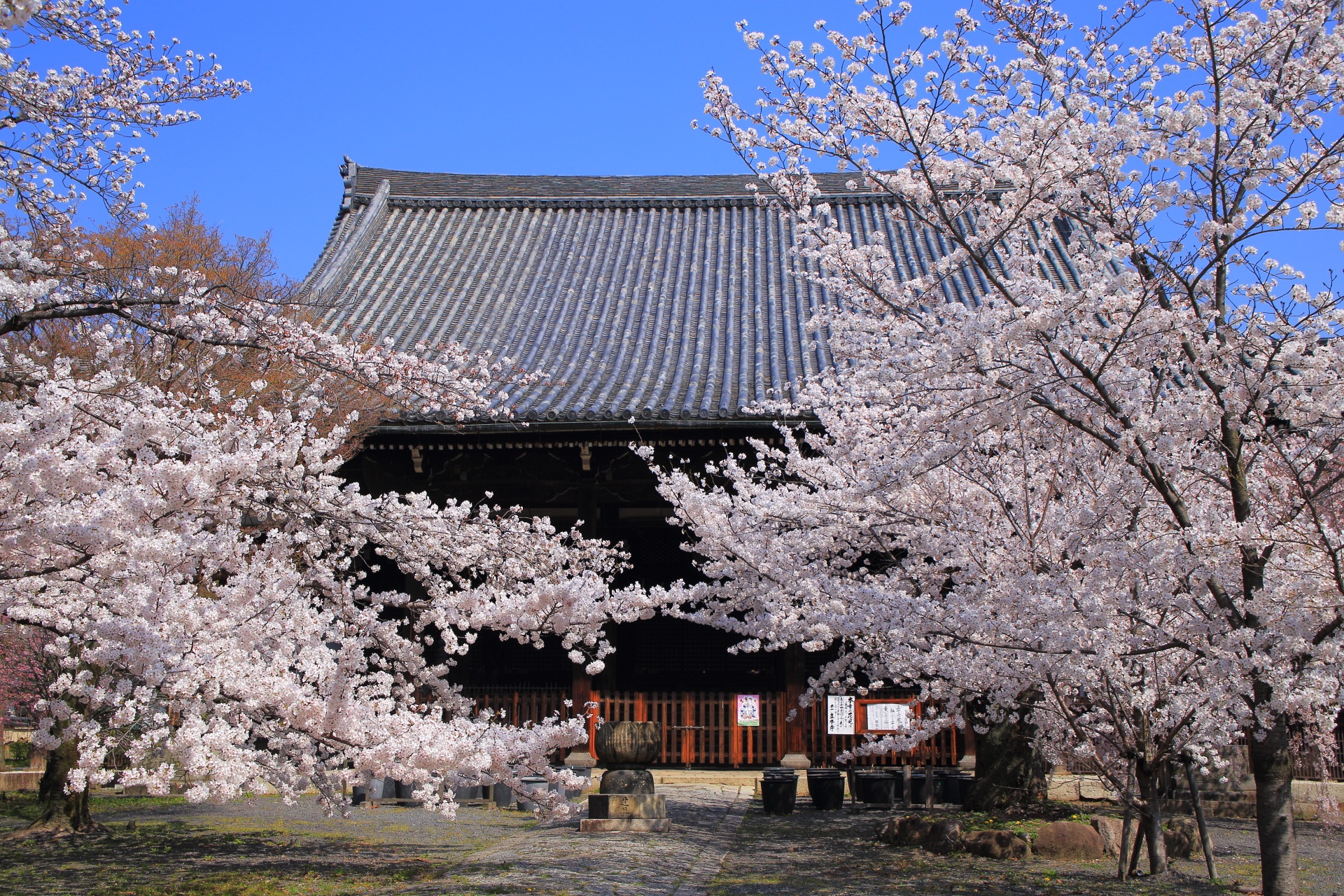 立本寺の立派な本堂を上品かつ豪快に染める桜