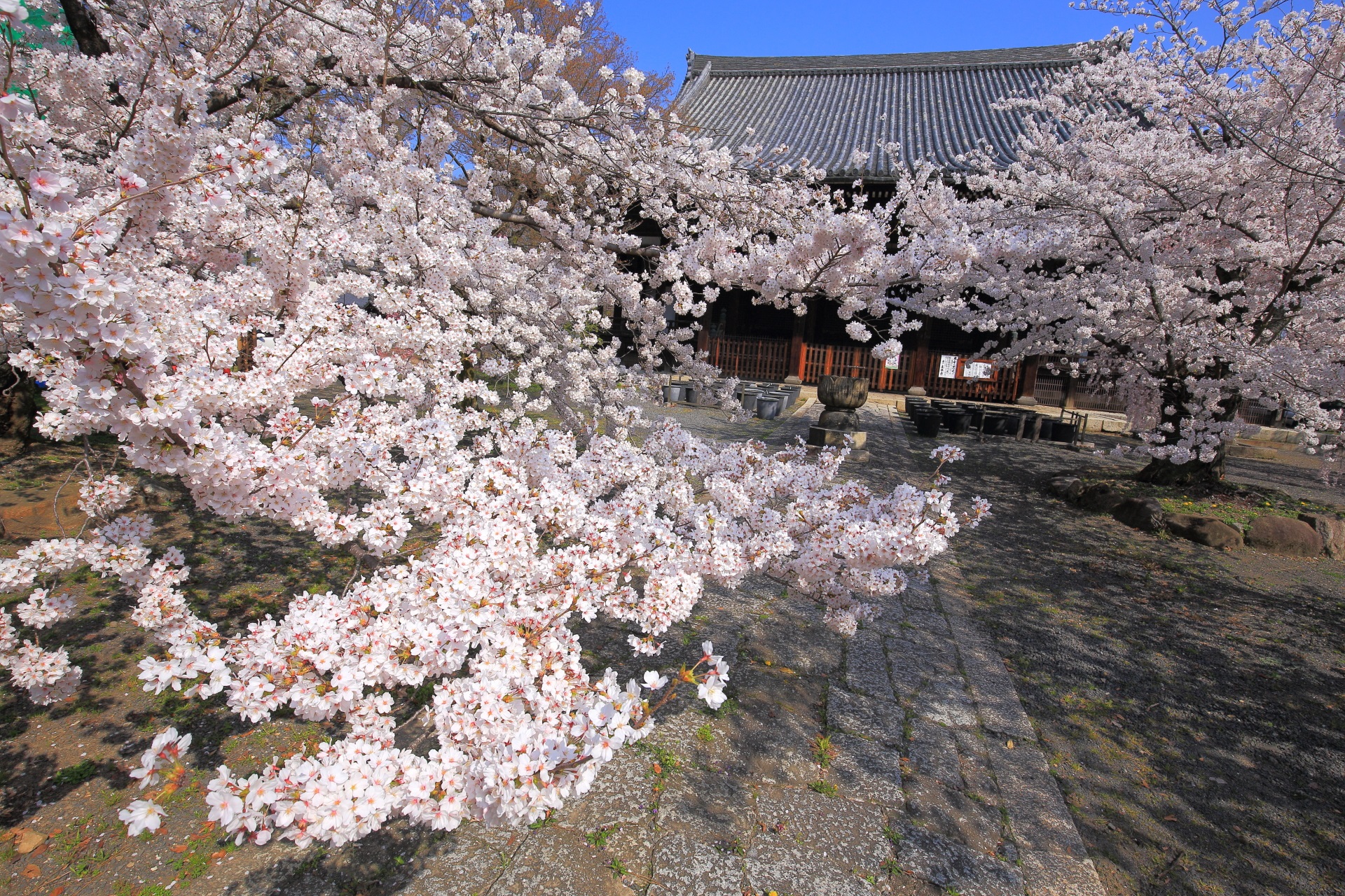 立本寺独特の地面に水平に広がる桜