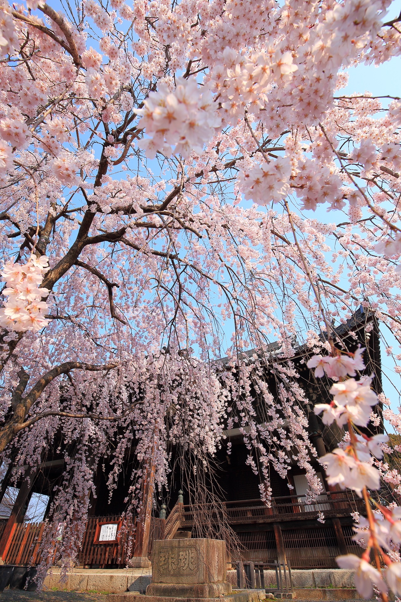 立本寺の素晴らしいしだれ桜と春の情景