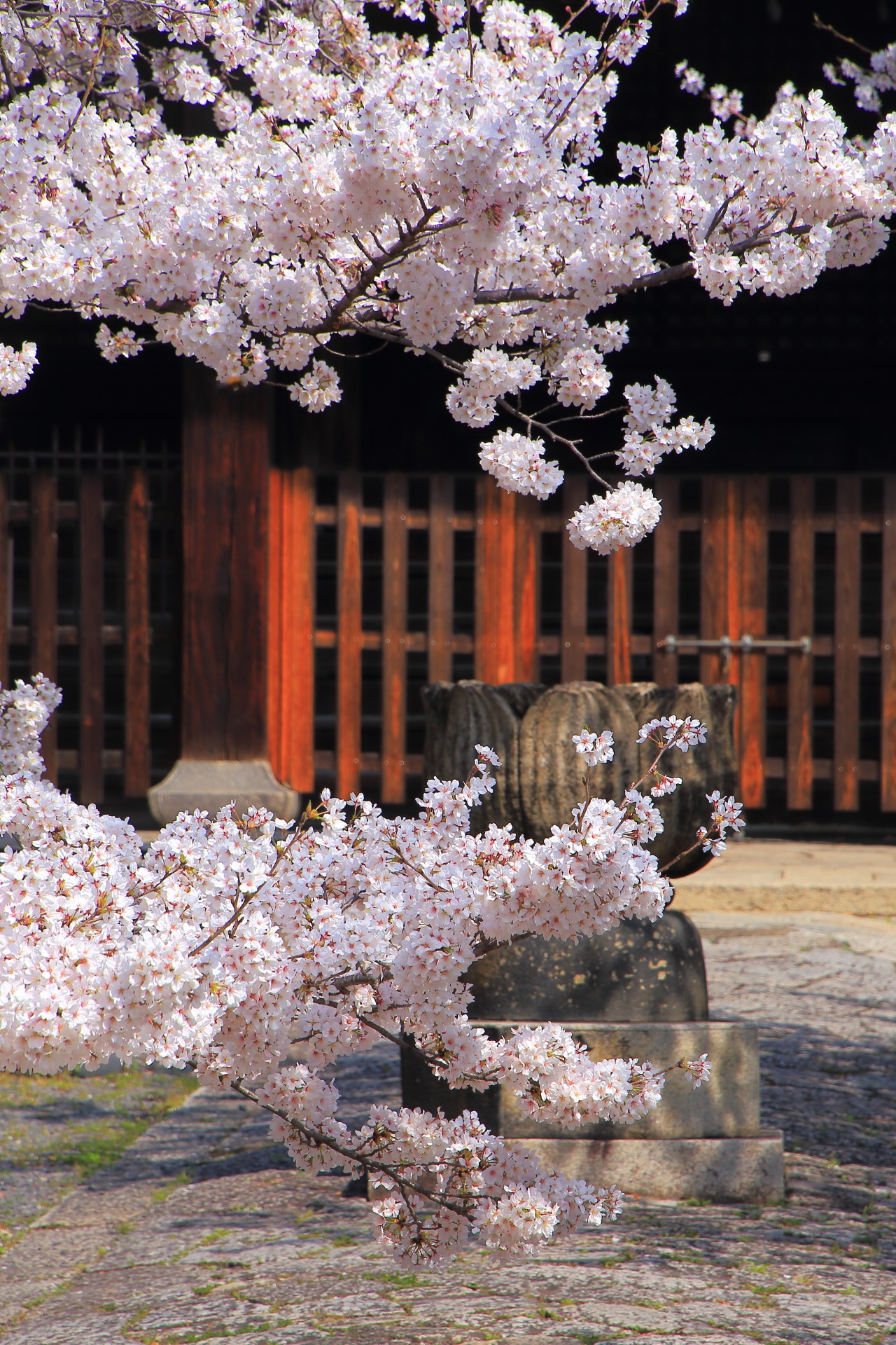 立本寺の本堂前の華やかで風情ある桜