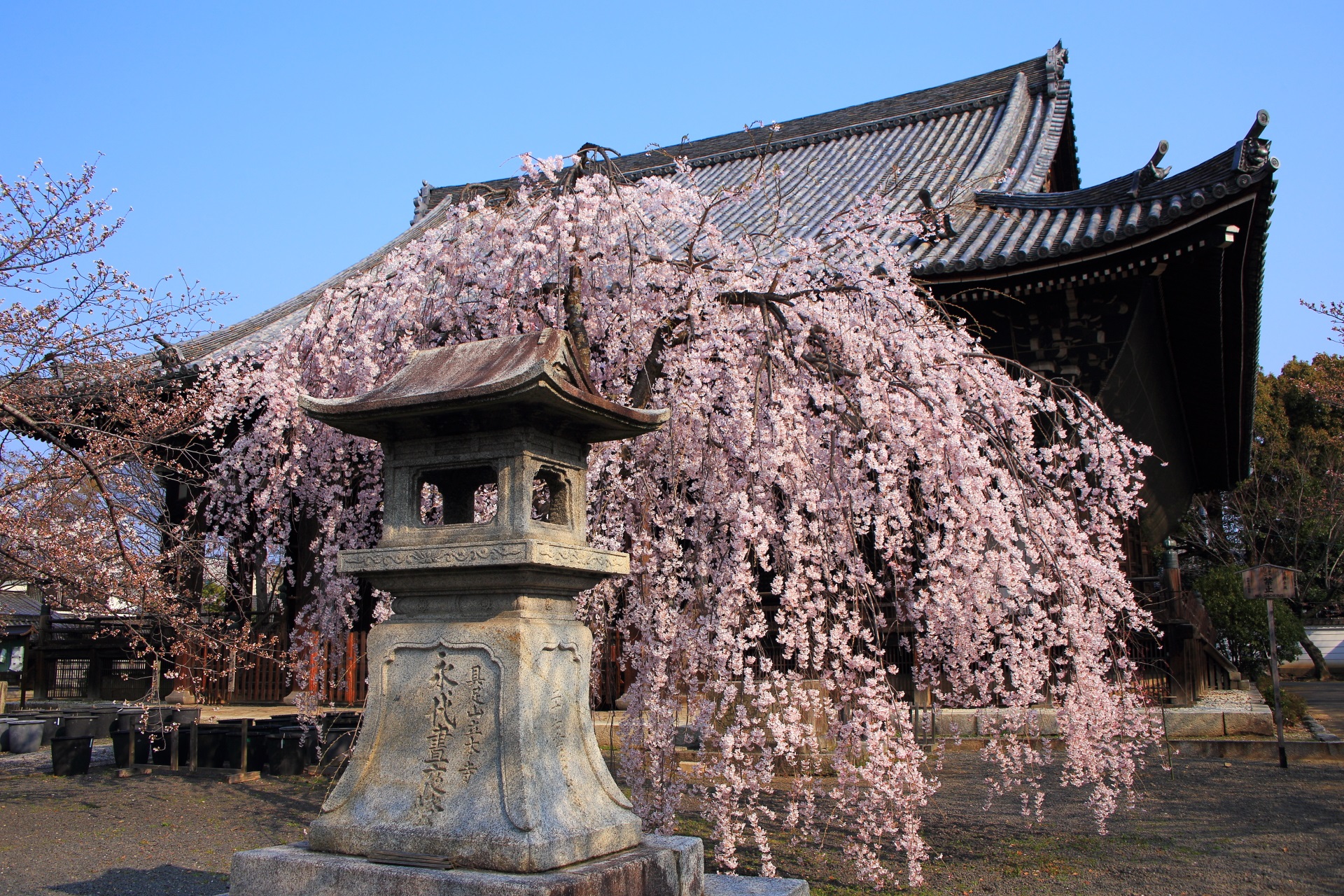 立本寺の本堂前の早咲きのしだれ桜
