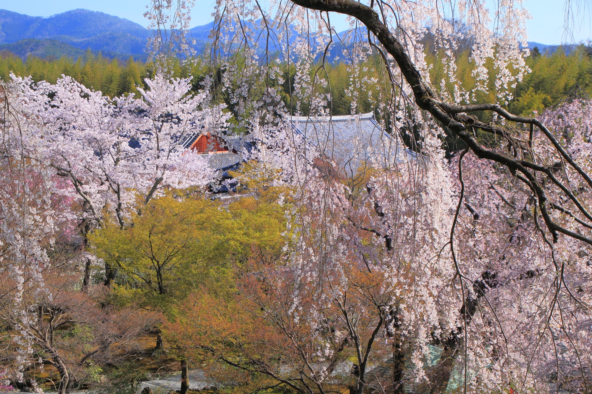 天龍寺独特の見下ろす桜