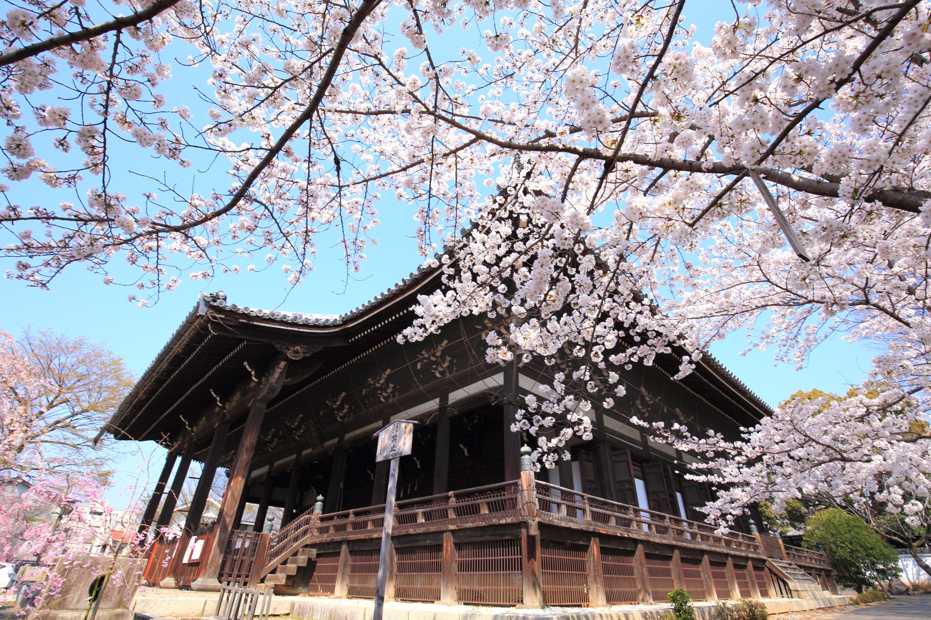 溢れる桜に彩られる隠れた名所の立本寺