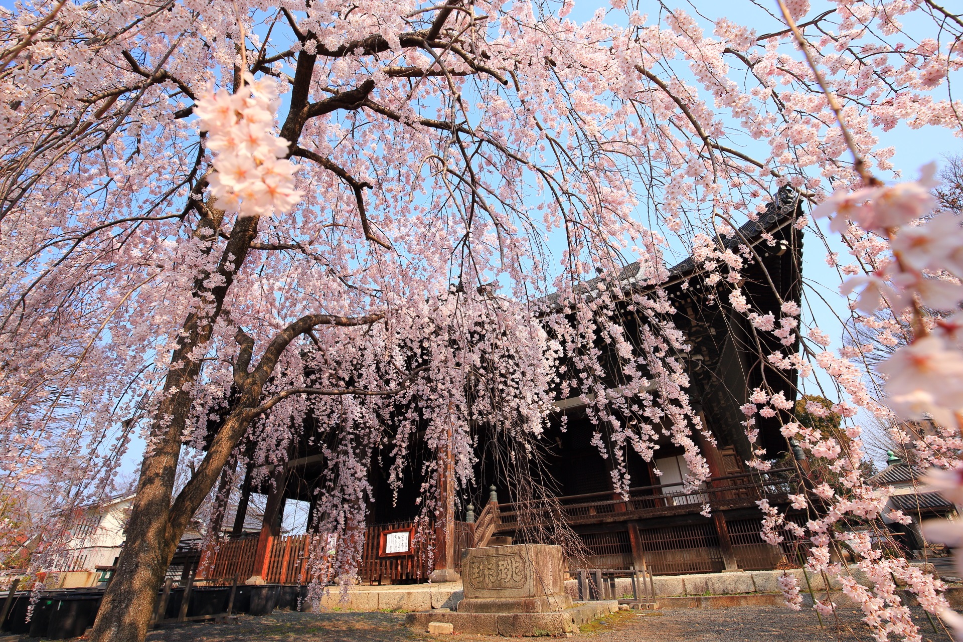 立本寺の春色のシャワーのようなしだれ桜