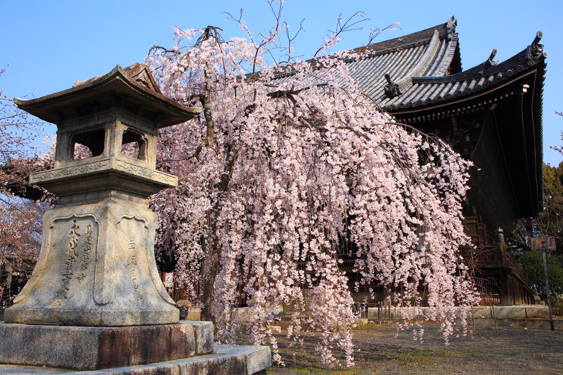 立本寺の本堂を背景に咲く絵になるしだれ桜
