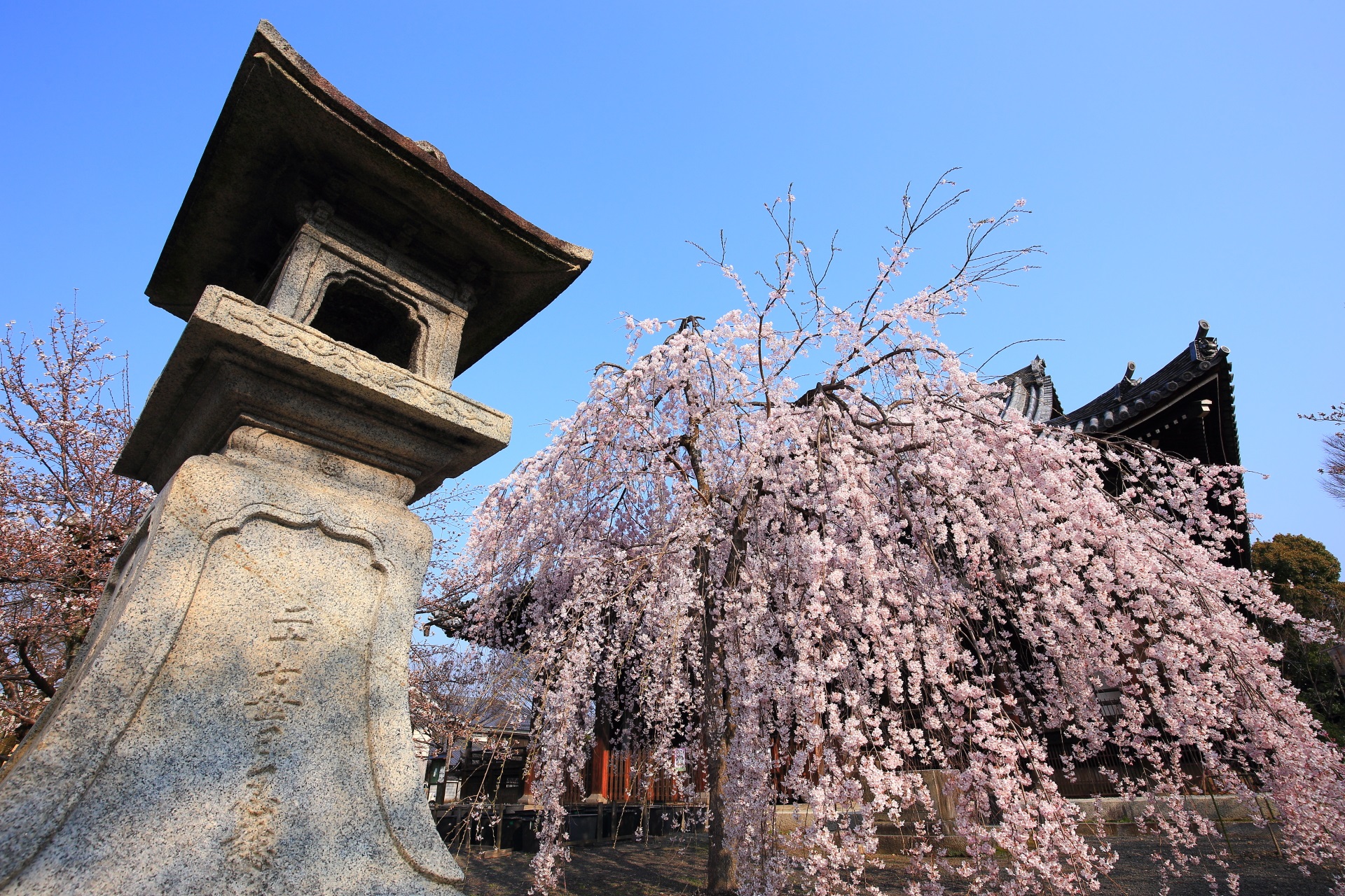 立本寺の青空に映える淡いピンクのしだれ桜