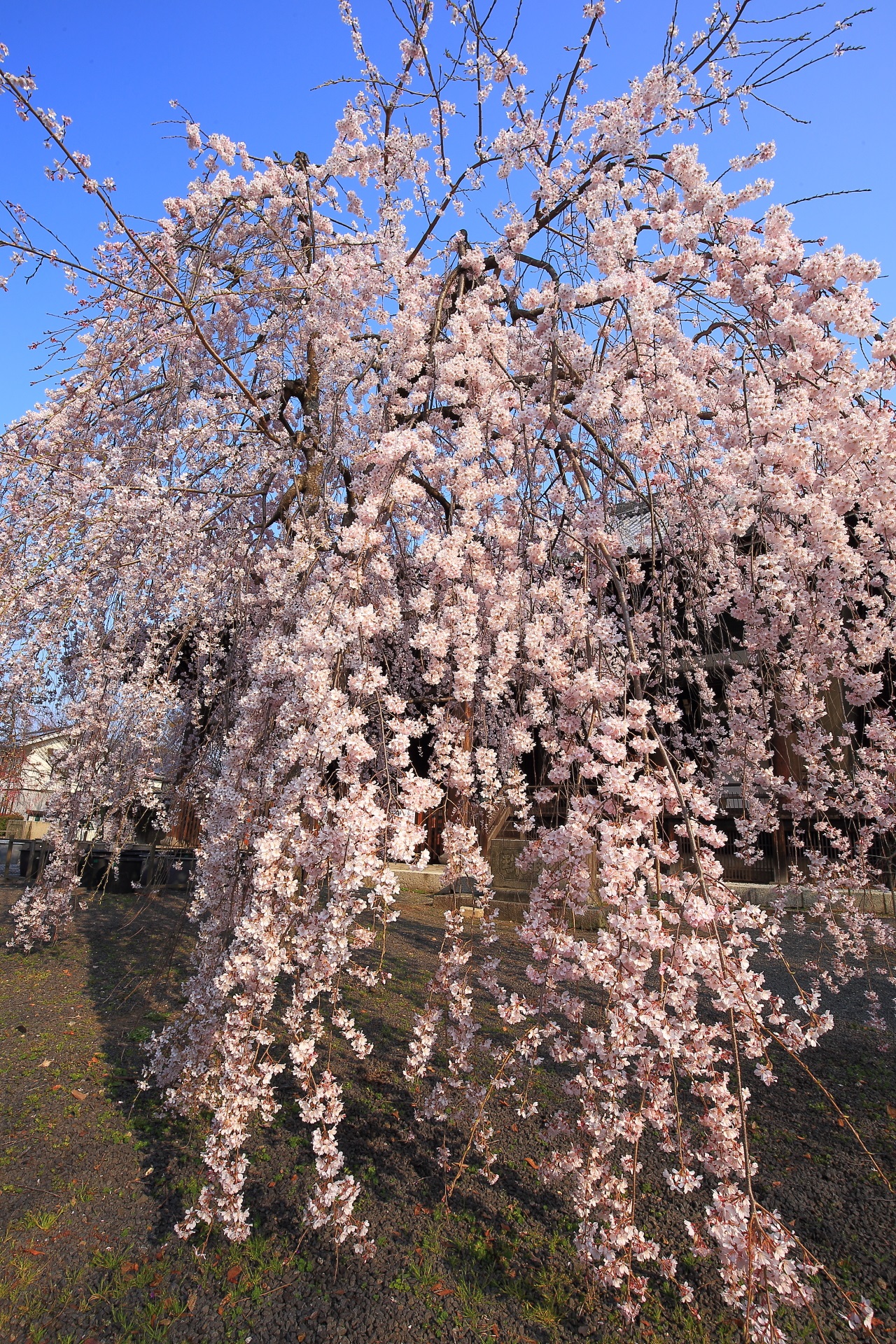 立本寺の天晴れなしだれ桜