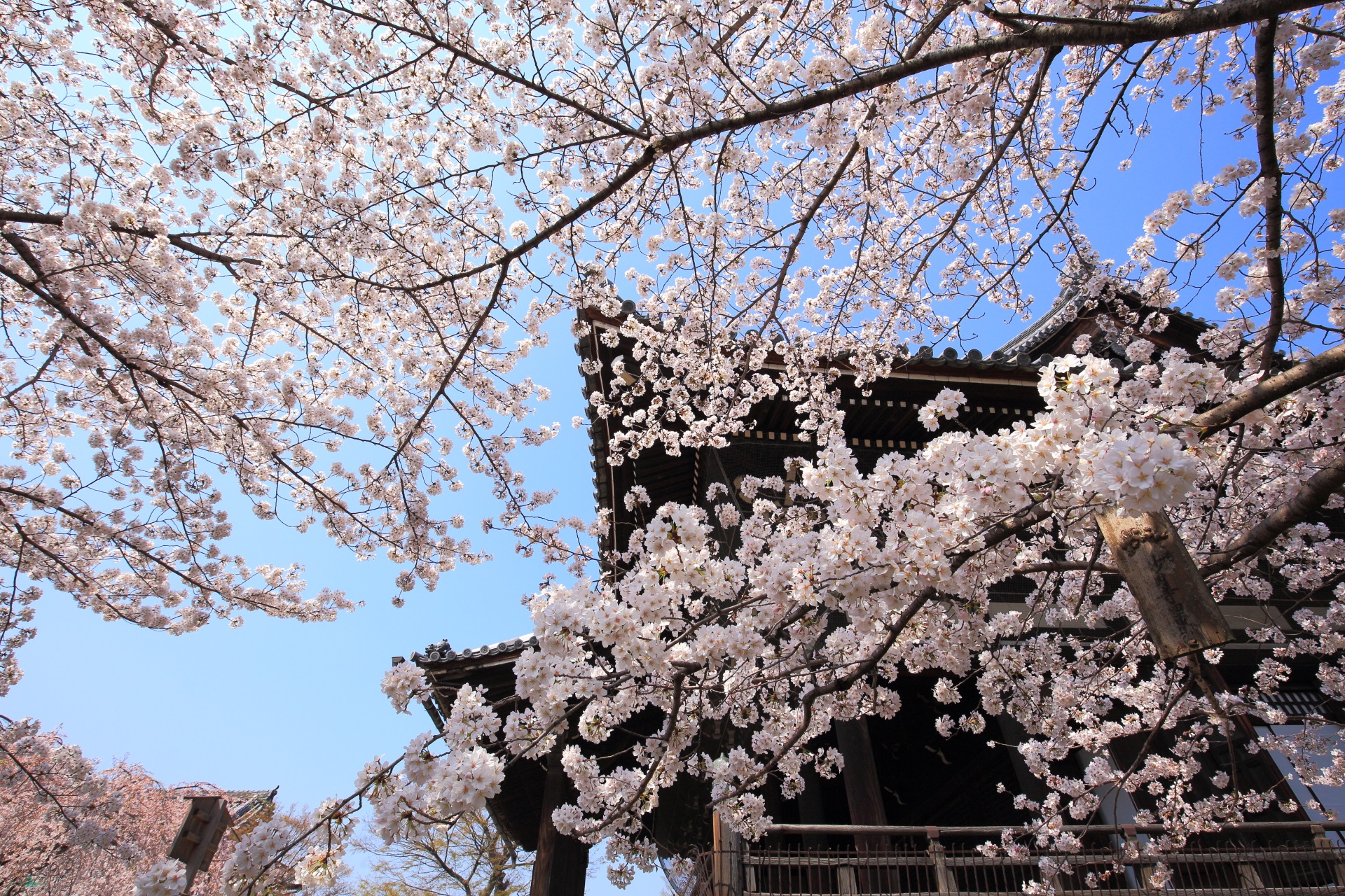 快晴の空を春色に染める立本寺の桜