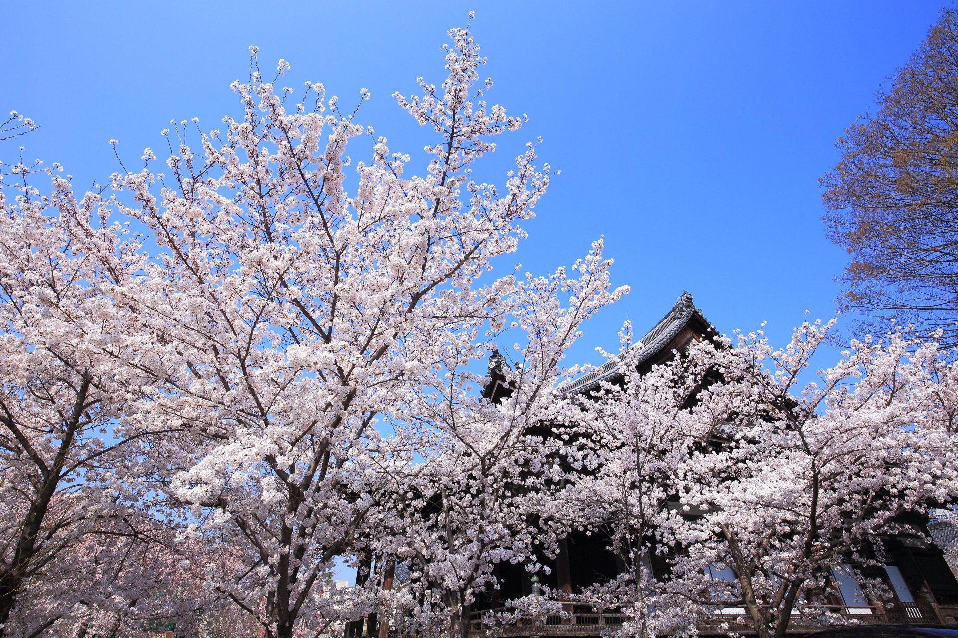 立本寺の本堂横から眺めた太陽を浴びて煌く桜