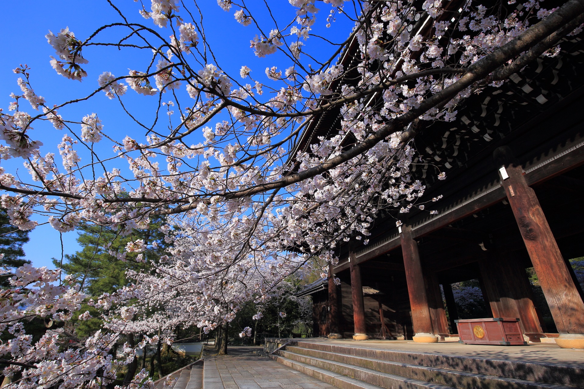 知恩院三門の溢れんばかりの満開の桜