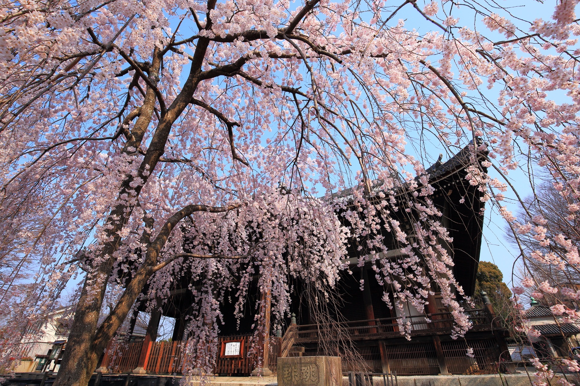 立本寺の青空から降り注ぐ華やかなしだれ桜
