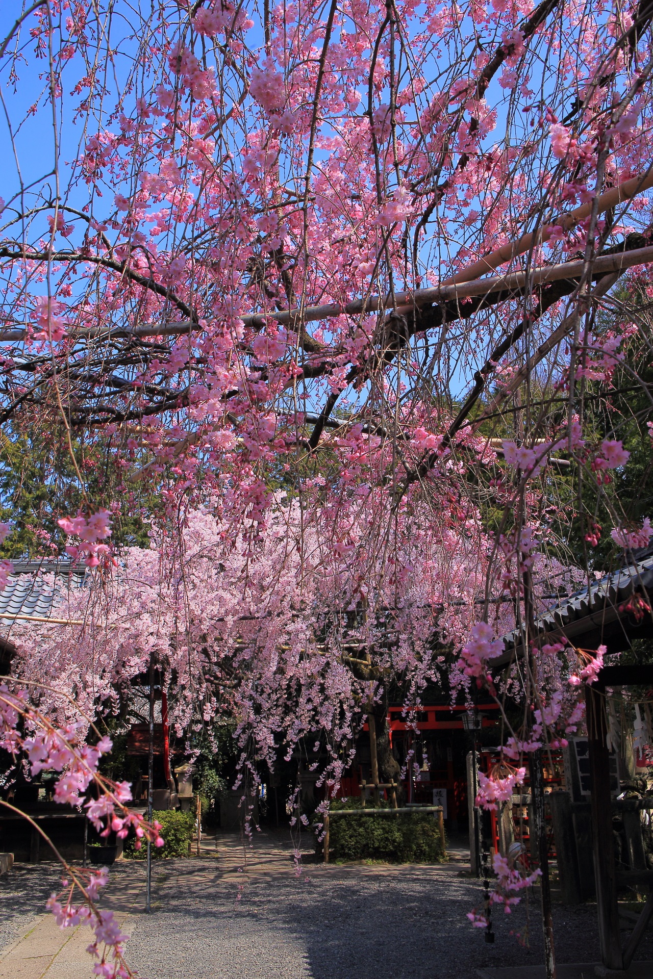 水火天満宮のしだれ桜が織り成す極上の春の景色