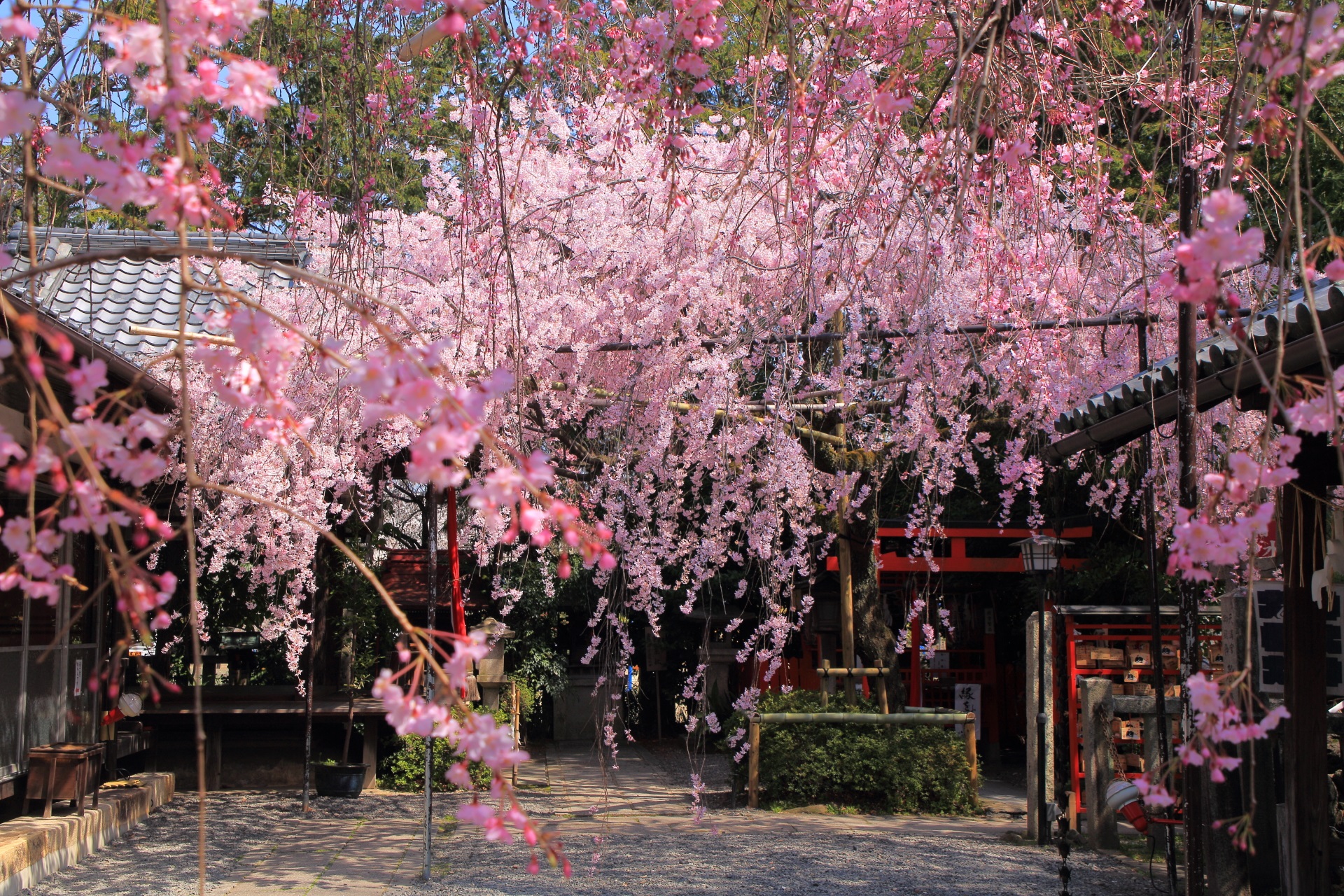 水火天満宮の華やかな絶品のしだれ桜
