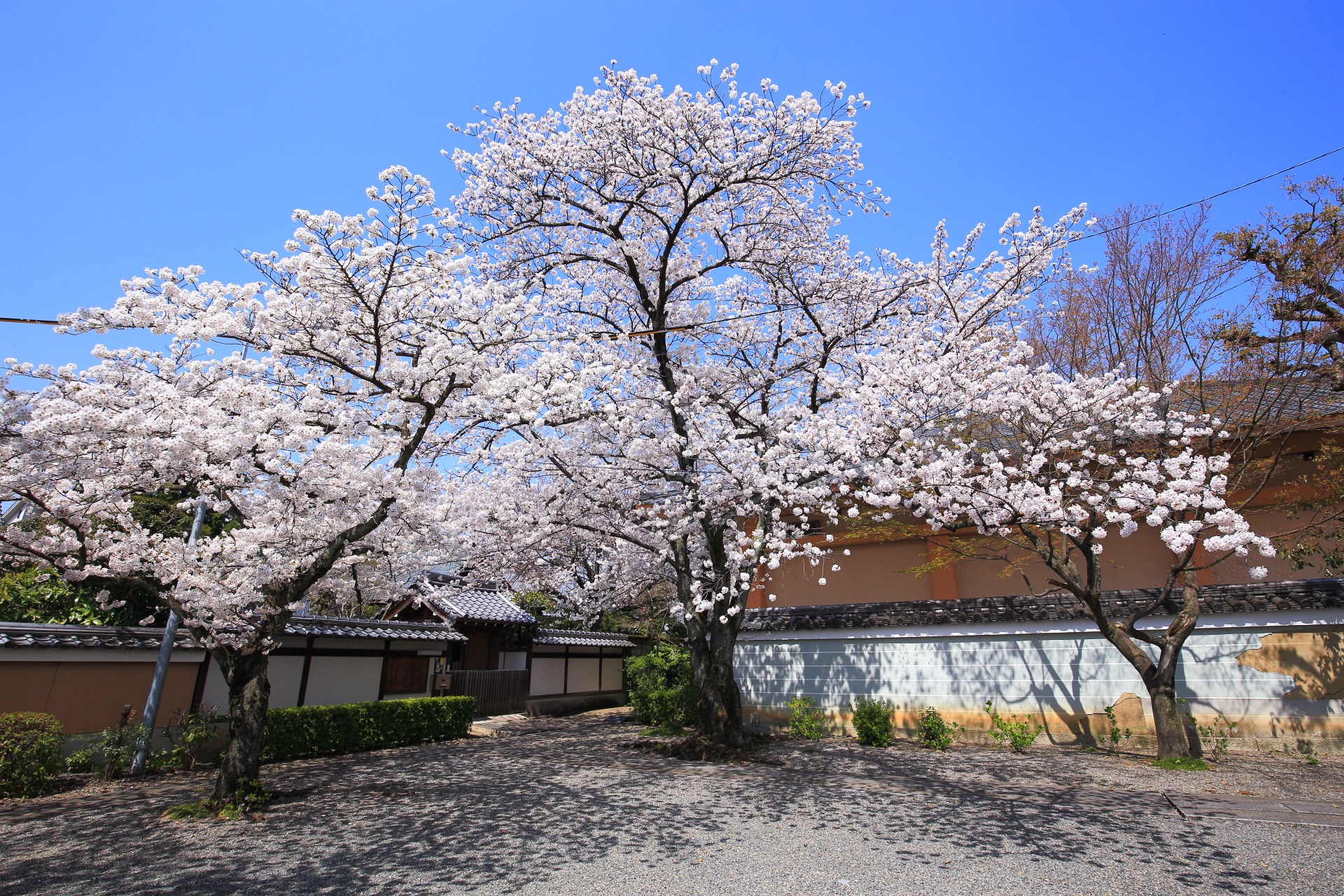 妙蓮寺の片隅で豪快に咲くソメイヨシノ