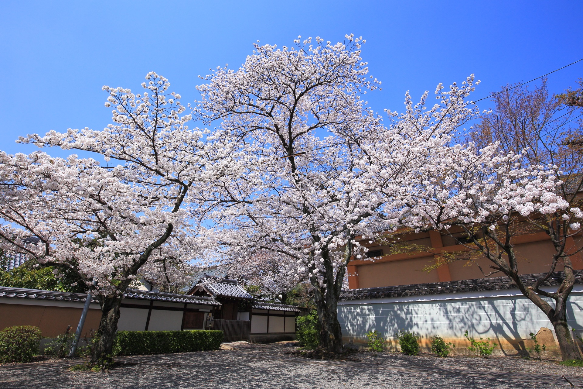 妙蓮寺の青空に映える輝く桜