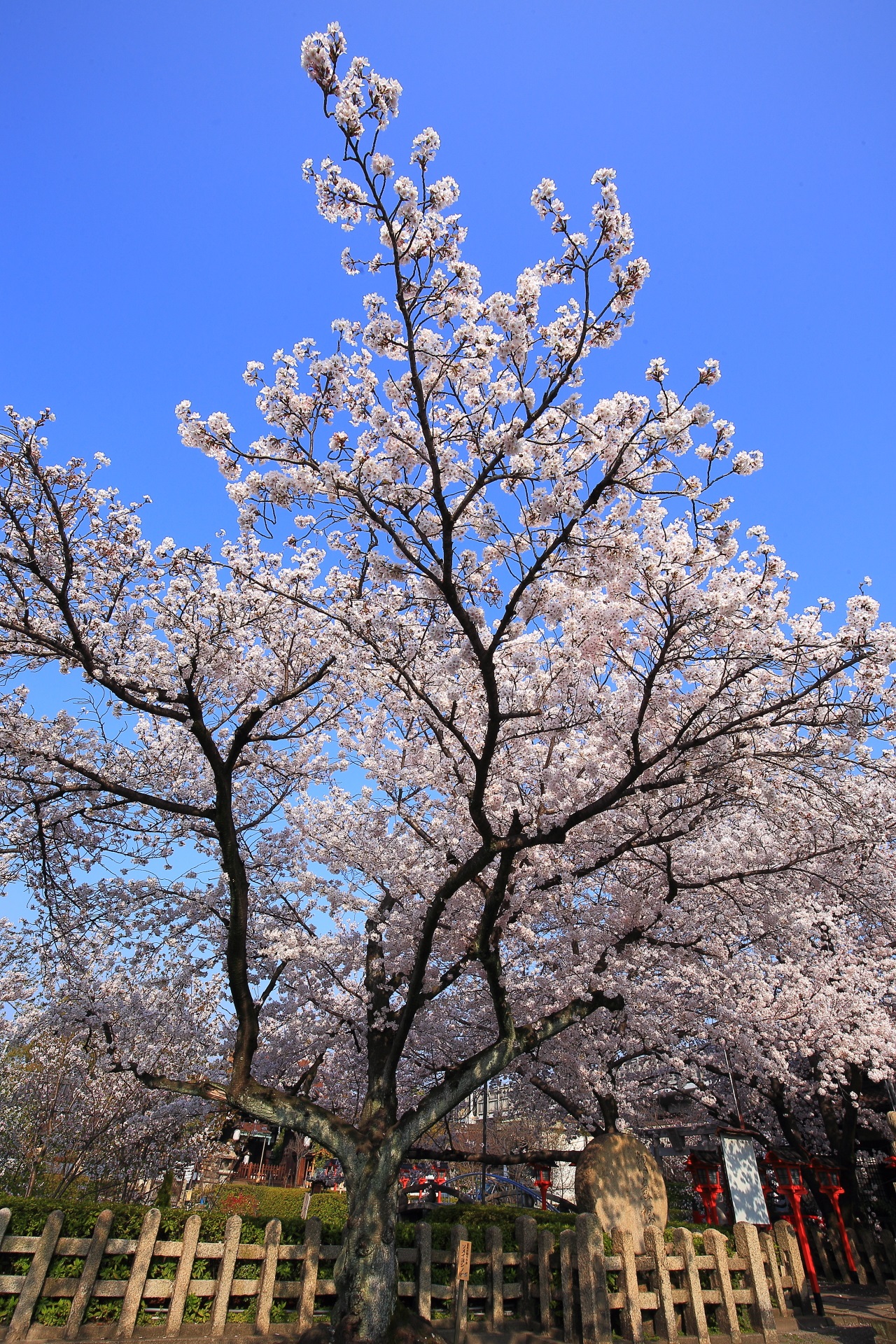 六孫王神社の空に向かって枝を伸ばす煌く桜