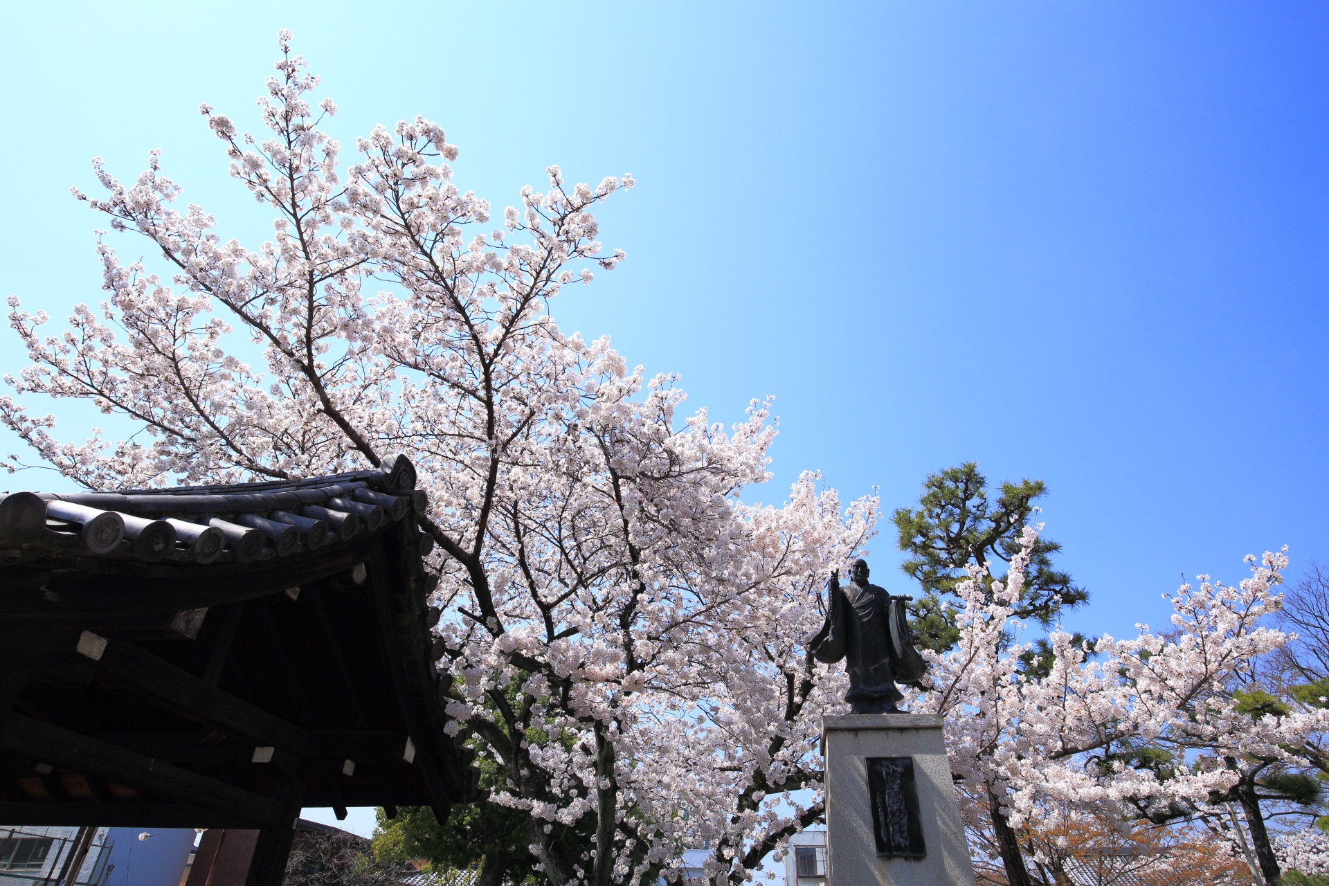 妙蓮寺の手水舎や日蓮上人像付近の優雅に華やぐ桜