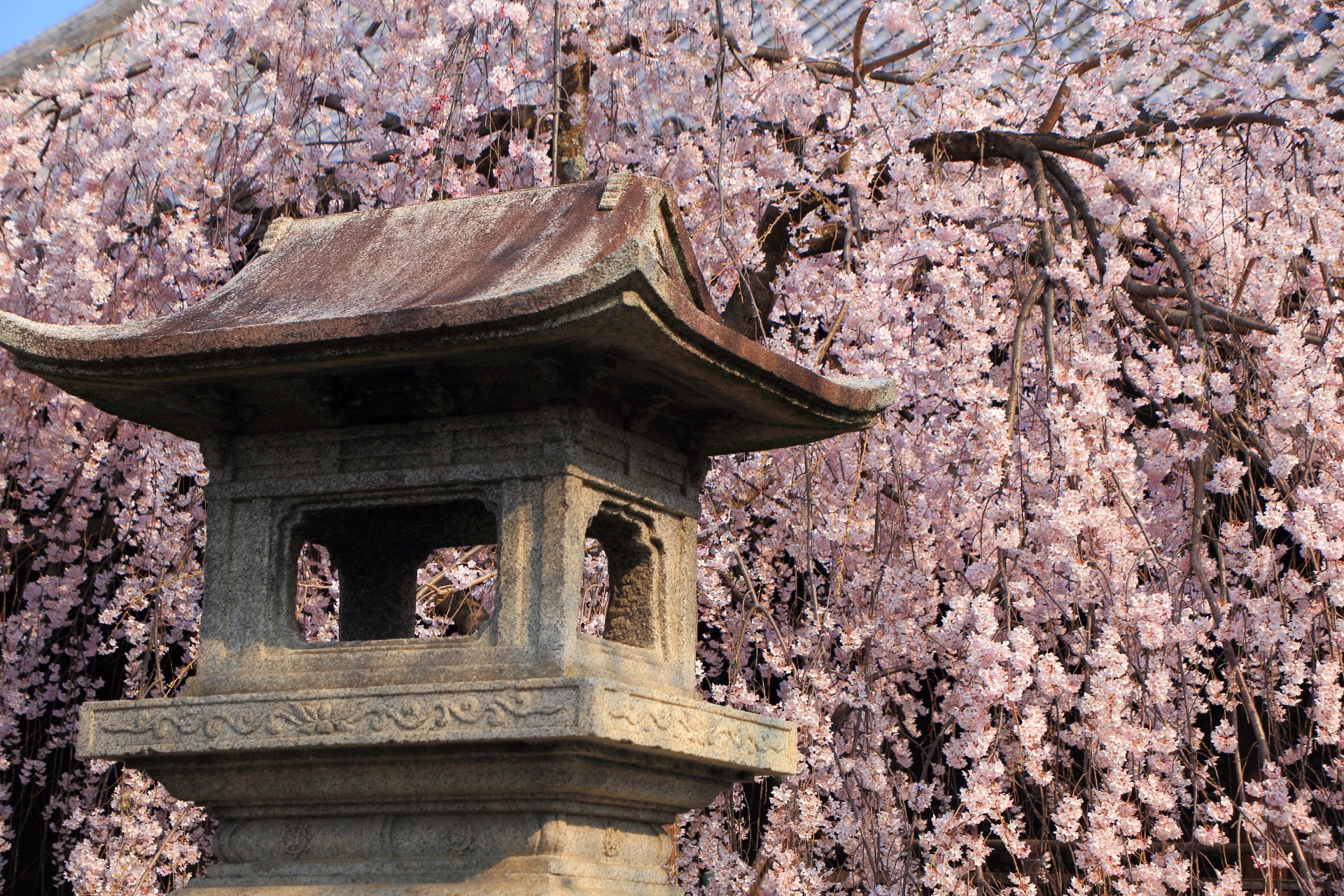 立本寺の独特の四角い燈籠と弾けるしだれ桜