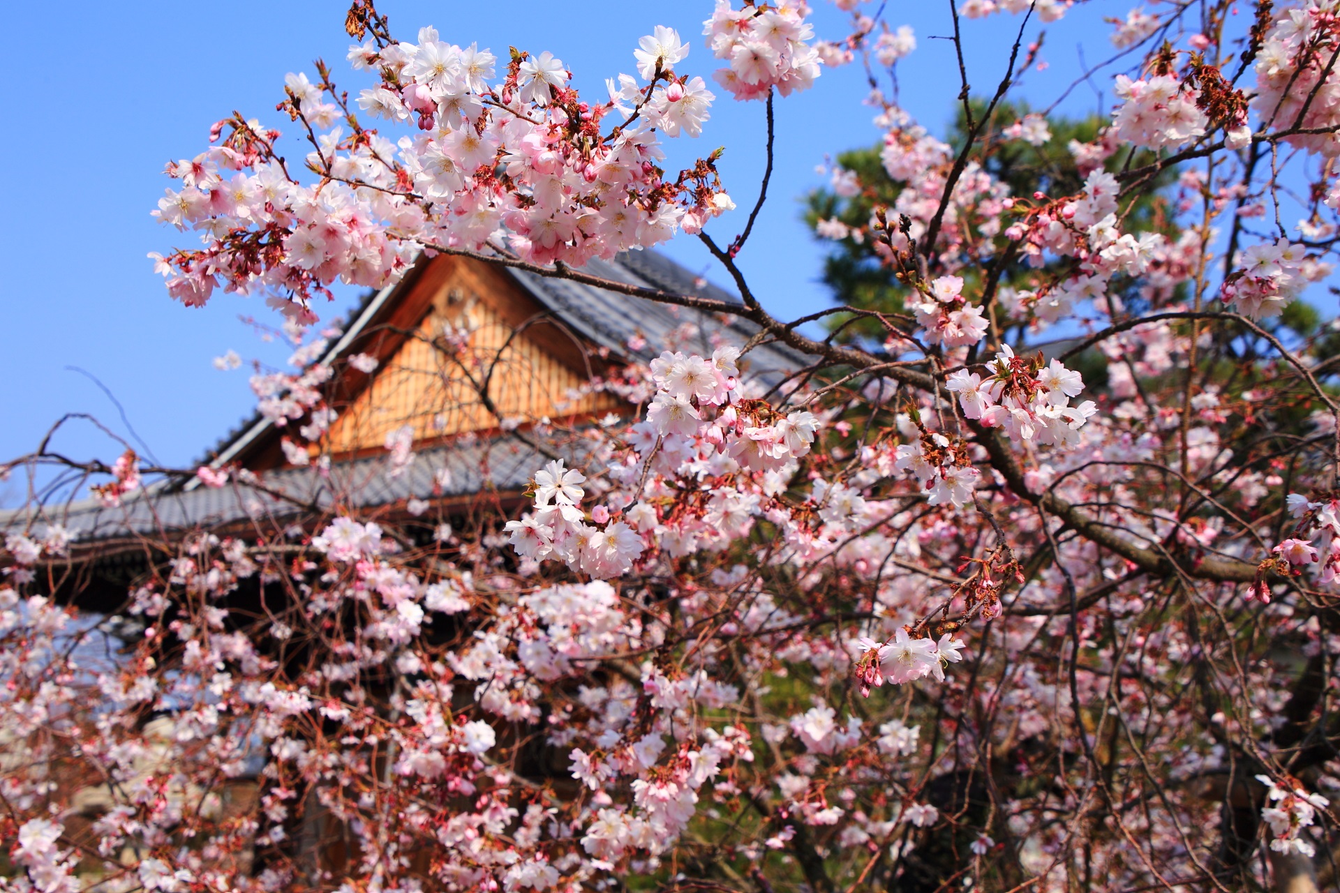 妙蓮寺の本堂を背景にした絵になる御会式桜