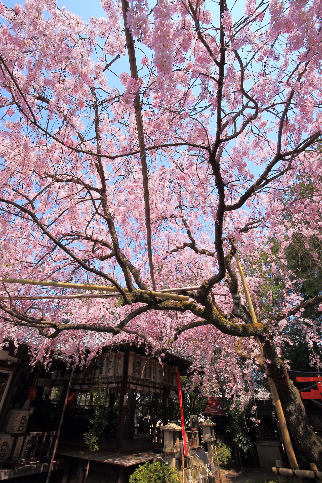 水火天満宮の素晴らしい桜と春の情景
