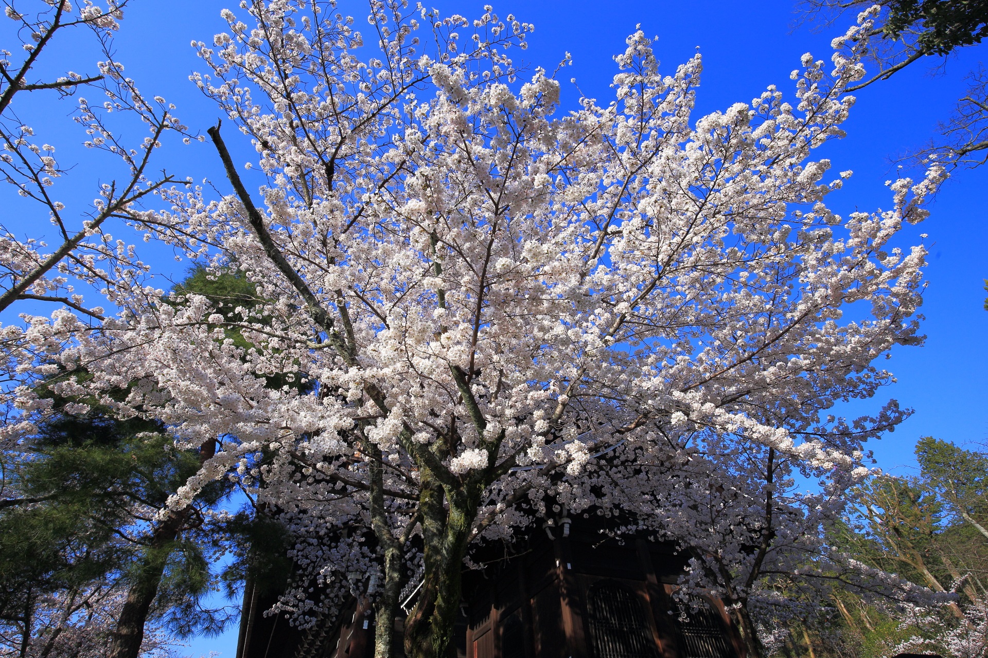 知恩院の三門の横の桜