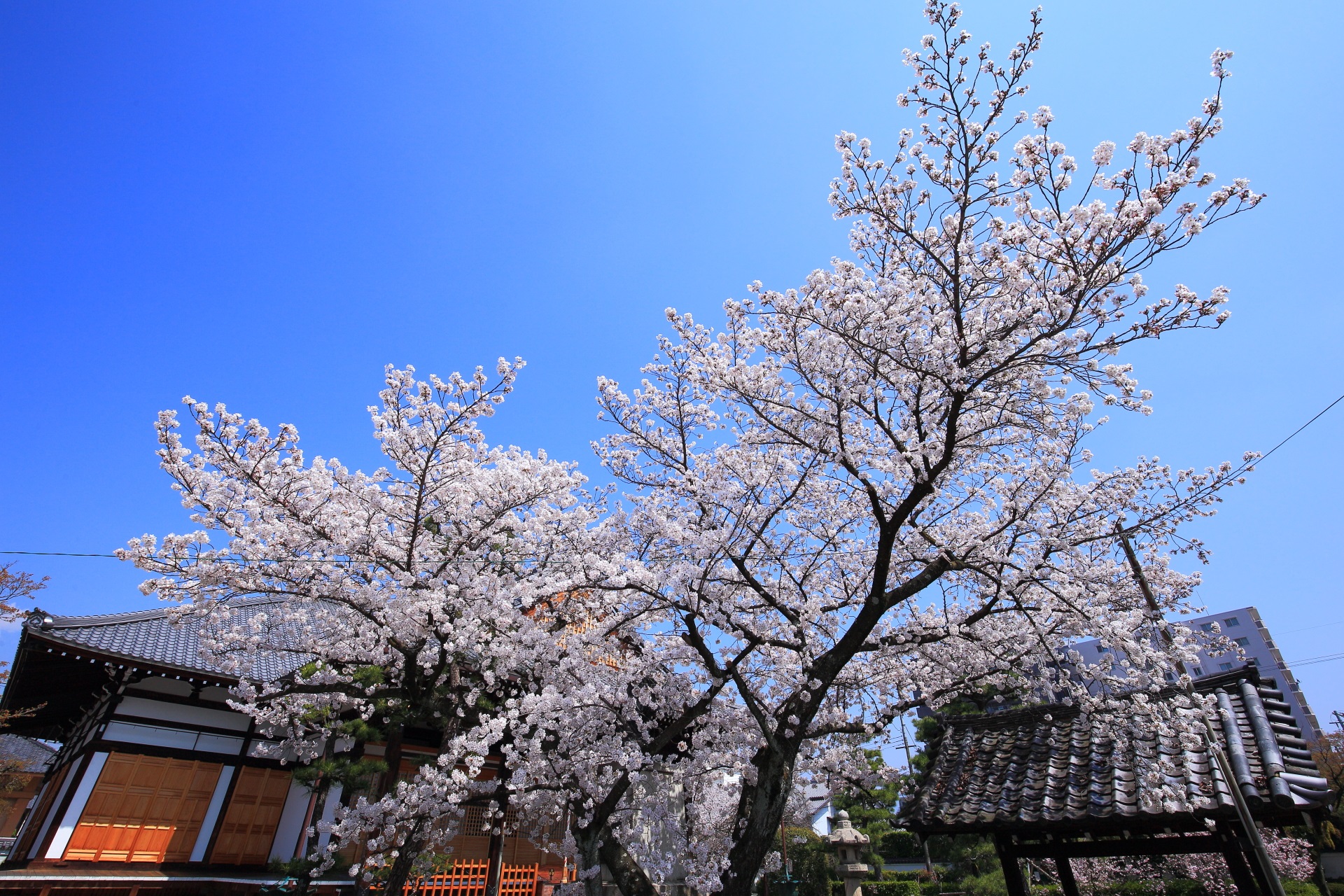 青空に枝を伸ばす妙蓮寺の華やかなソメイヨシノ