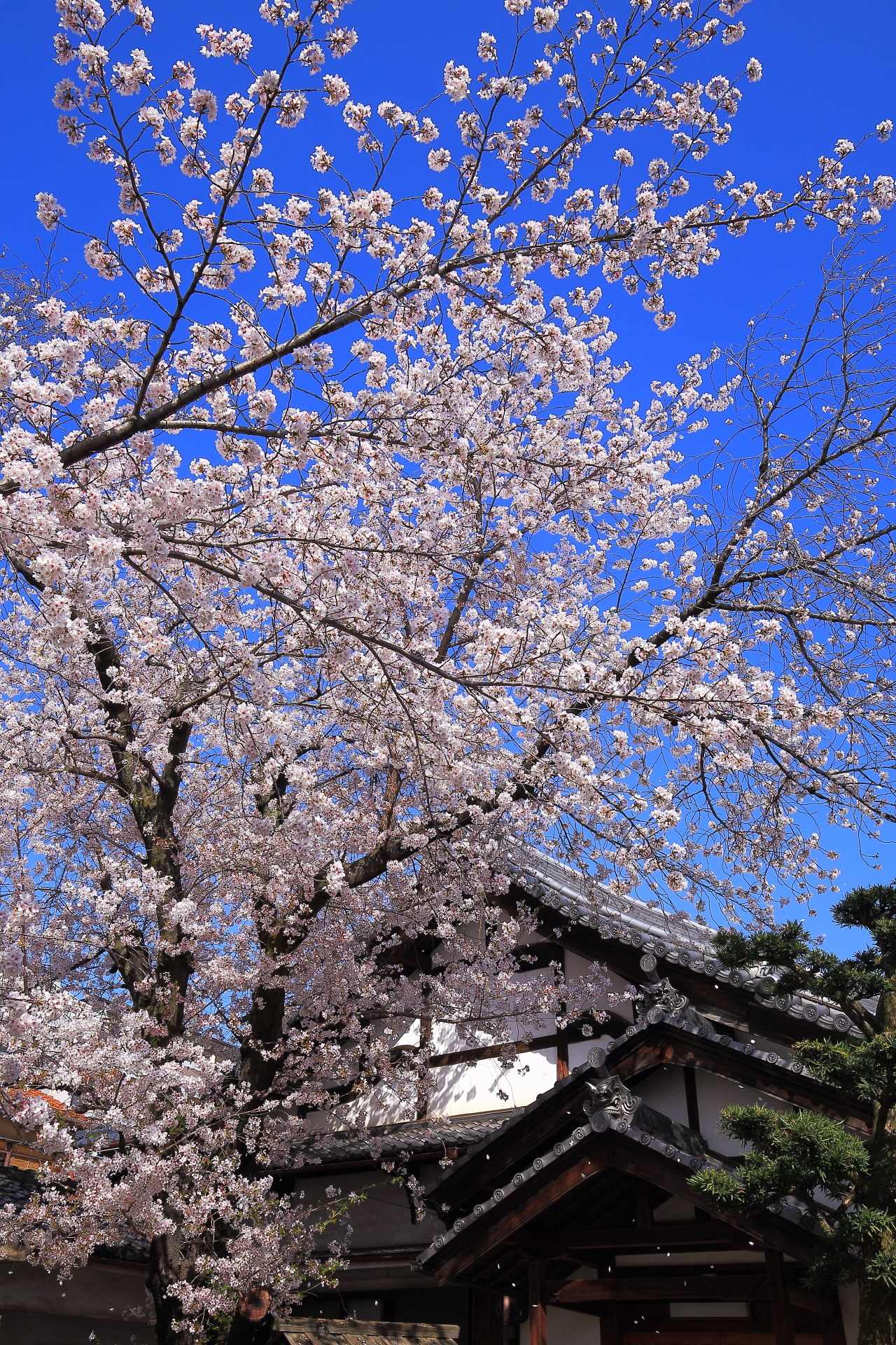 圧倒的な桜につつまれる春の墨染寺