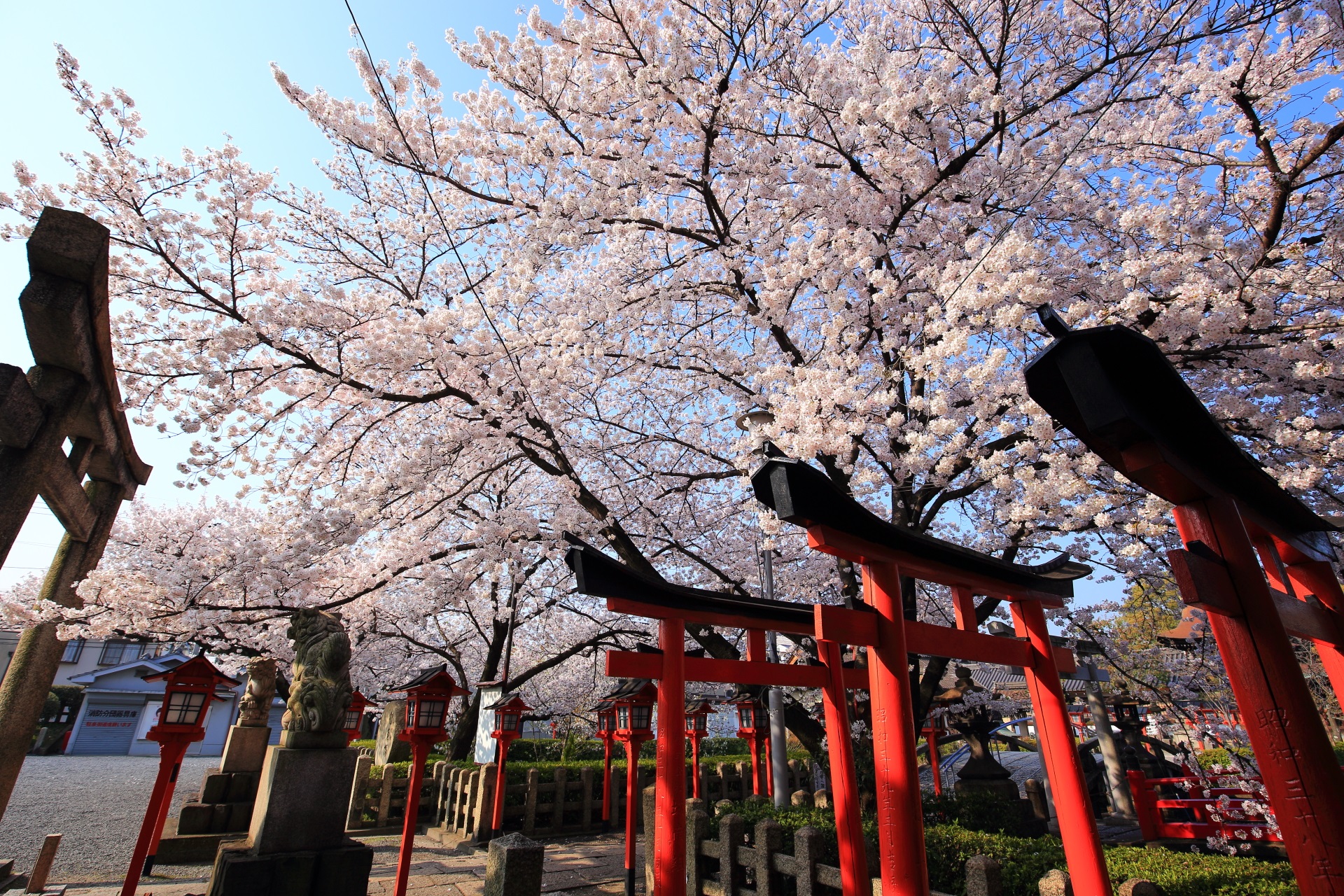 六孫王神社の睦弥稲荷神社の赤い鳥居と桜