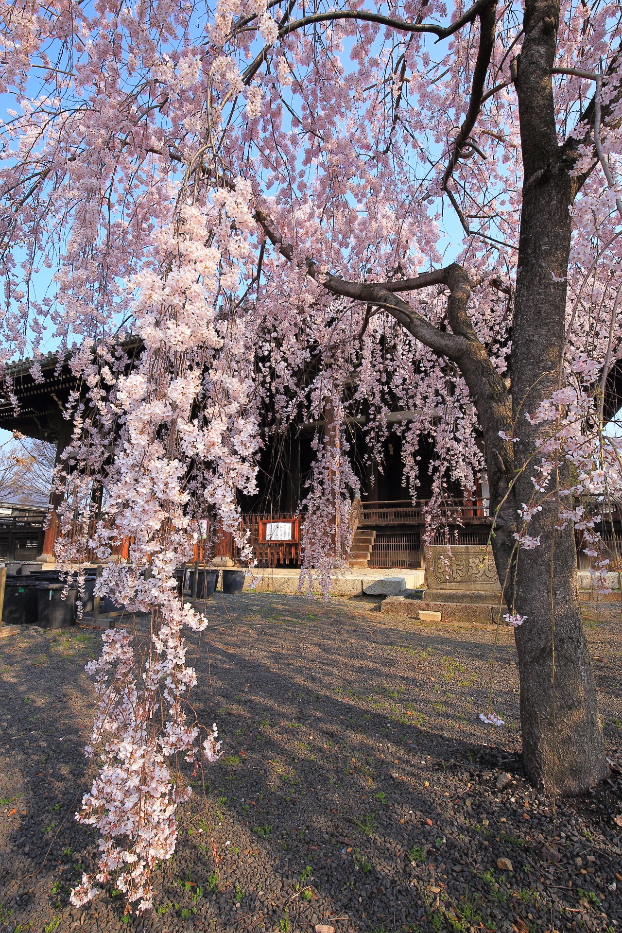 立本寺の地面に着く位に枝垂れる桜