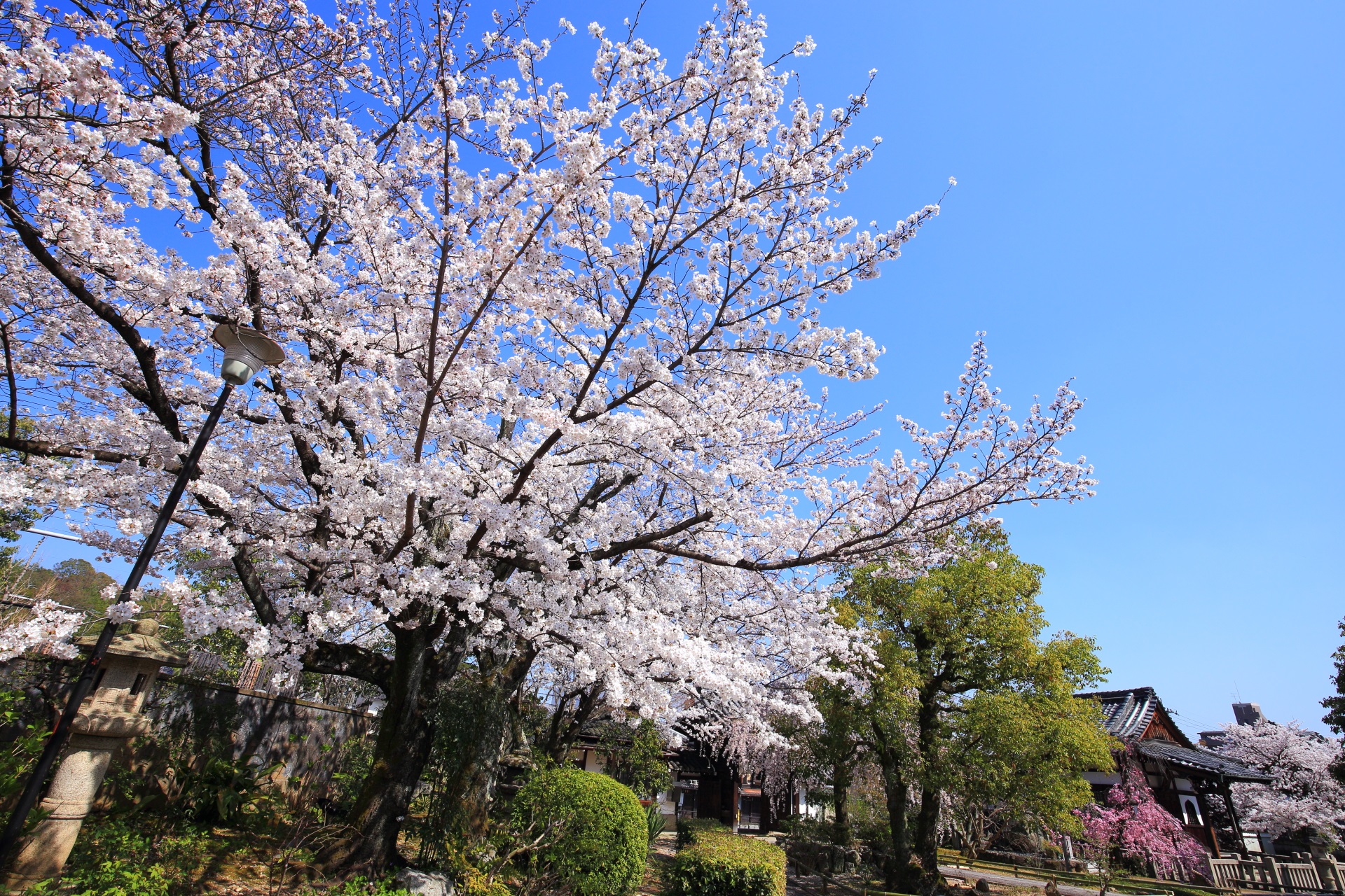 上品蓮台寺の素晴らしい桜と春の情景