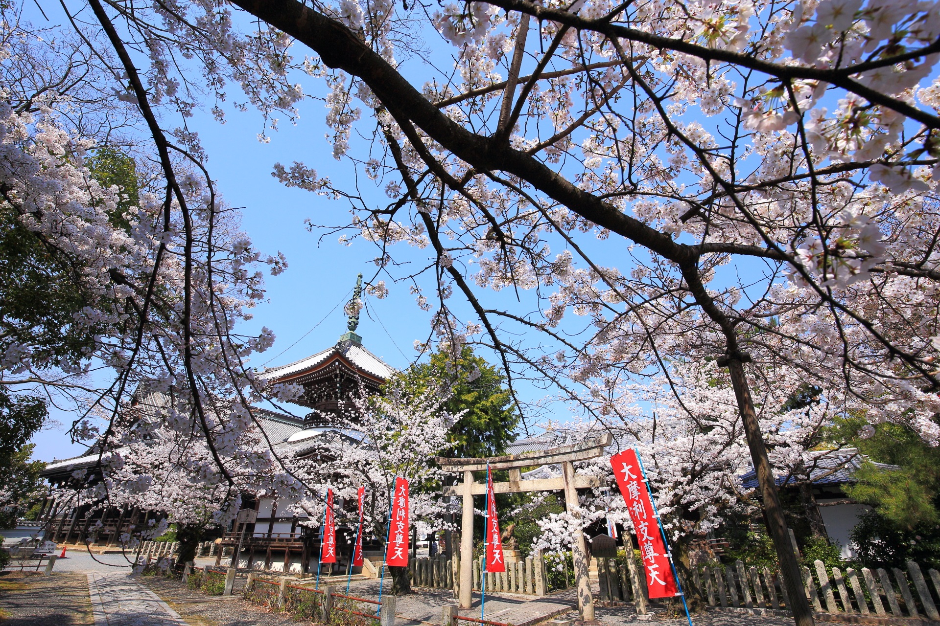 溢れる桜につつまれる春の本法寺