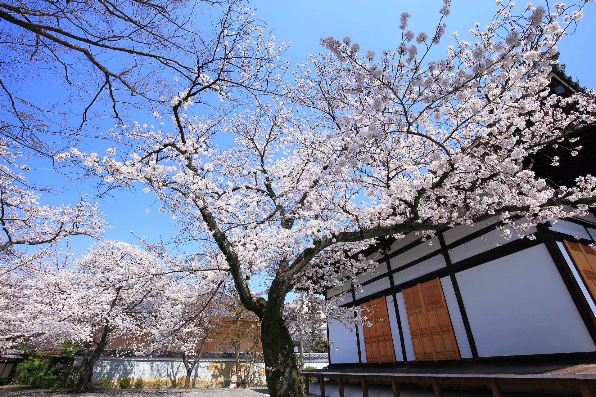 妙蓮寺の本堂横の青空を覆う満開の桜