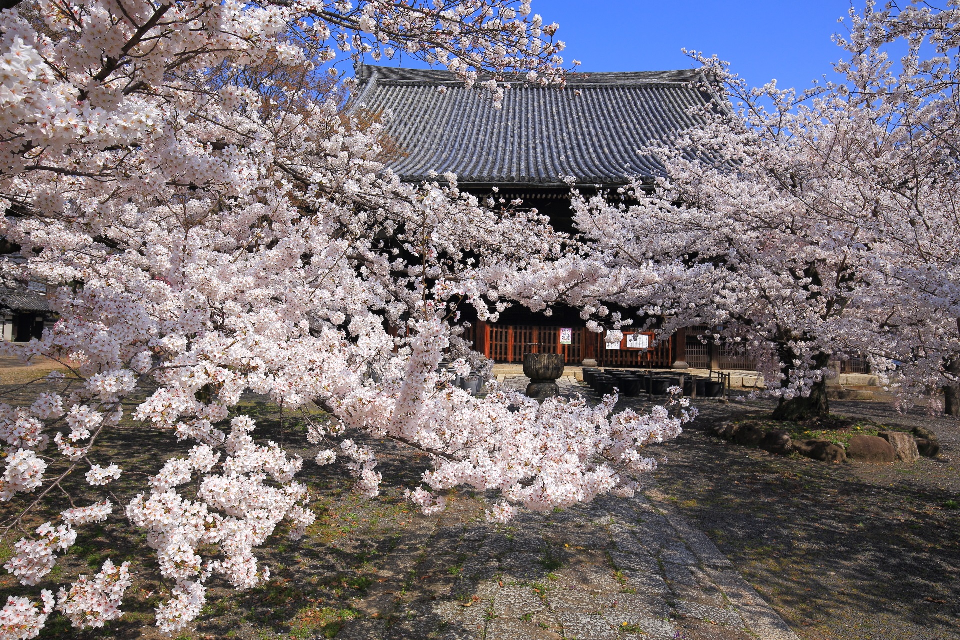 高画質 写真 立本寺 桜
