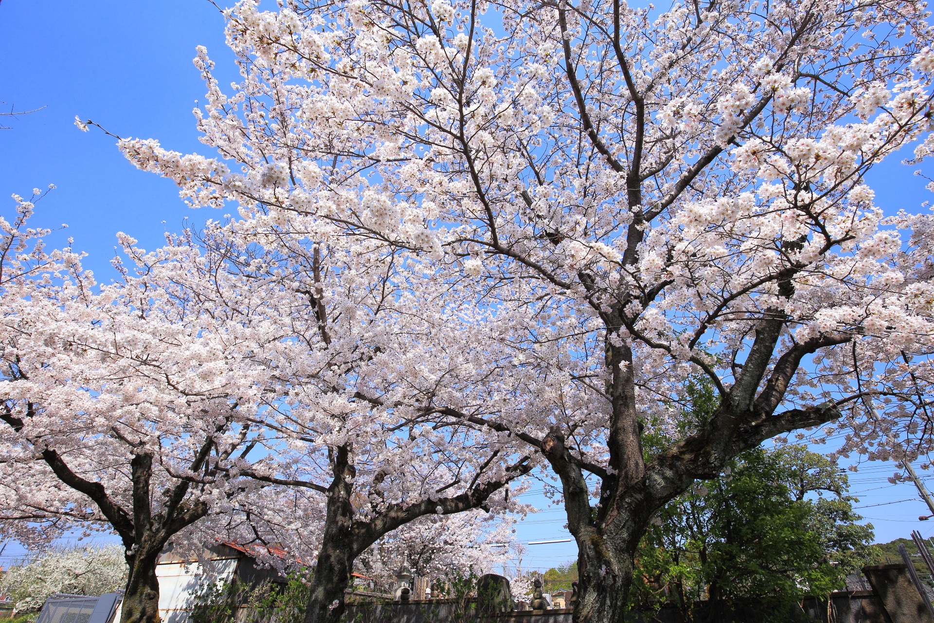 上品蓮台寺の弾けんばかりに咲き誇る桜
