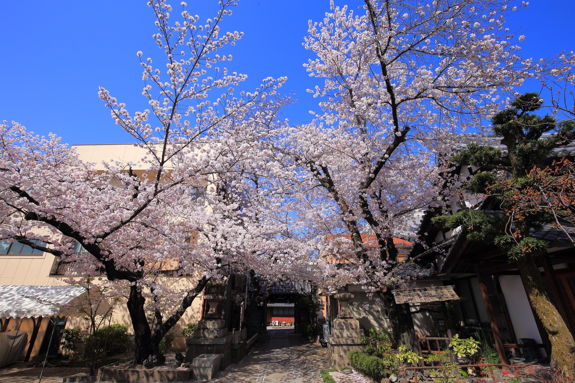 墨染寺の境内と青空を華やかに彩る絶品の桜