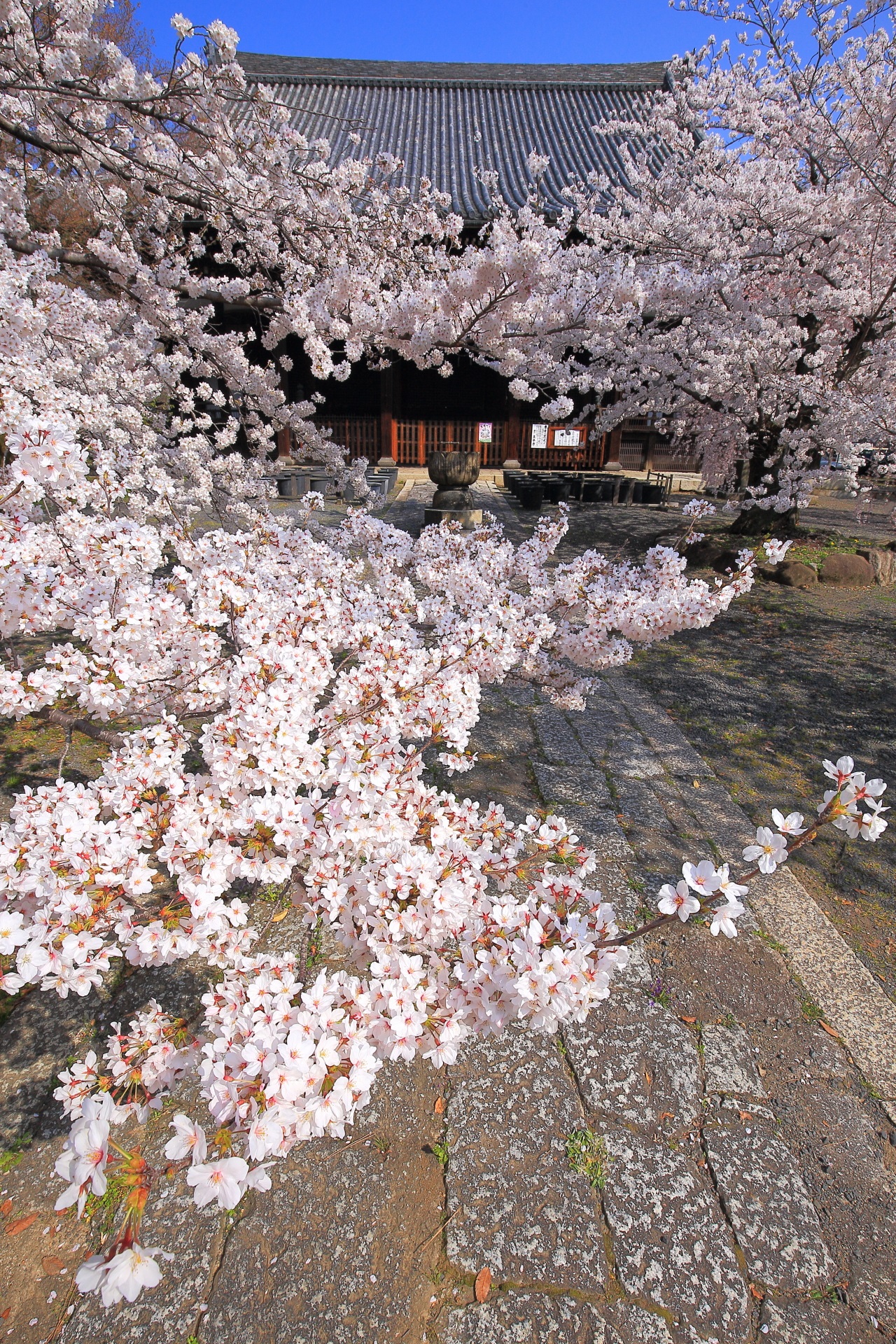 立本寺の目の前で見下ろす桜